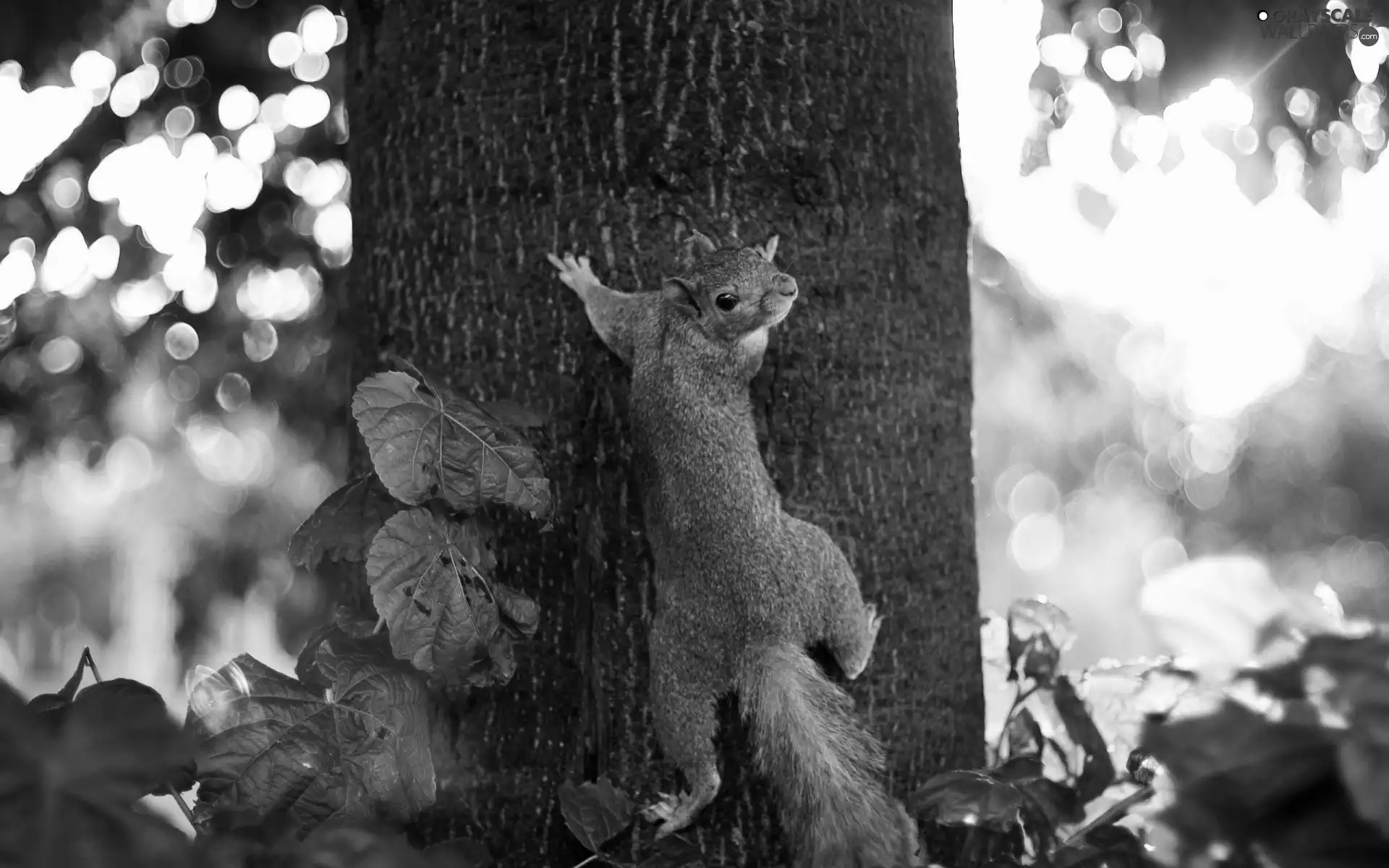 tree, squirrel, an