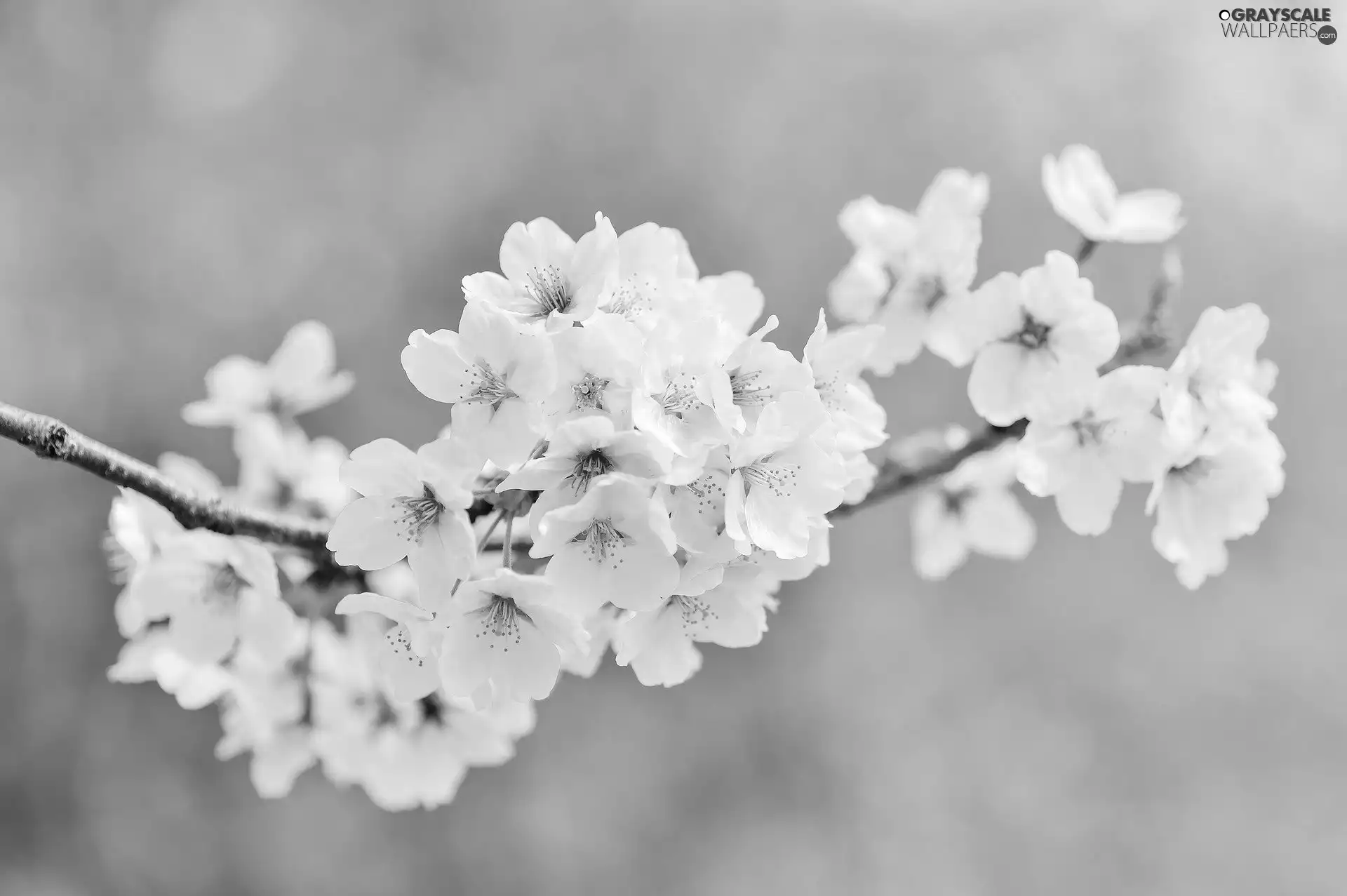 Fruit Tree, cherry, twig, Flowers
