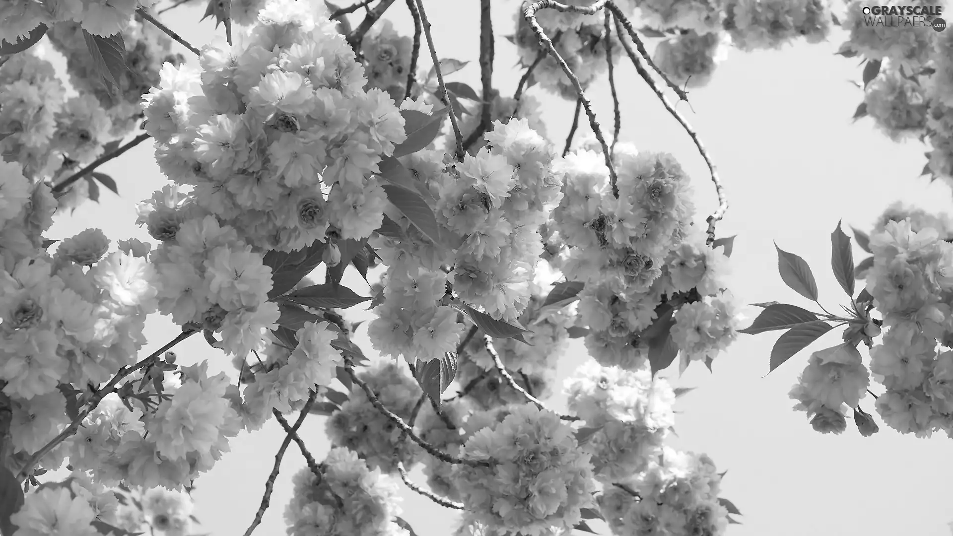Fruit Tree, cherry, Twigs, Flowers
