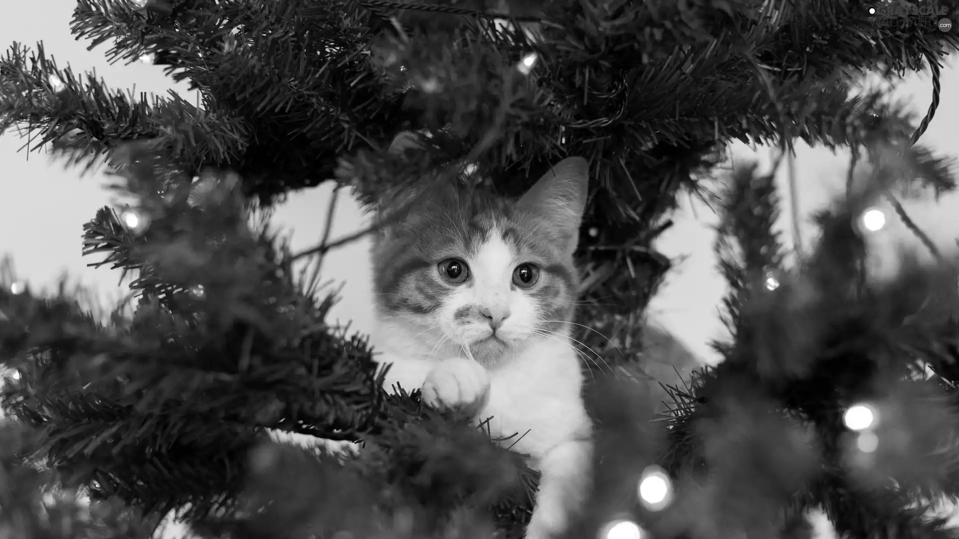 kitten, christmas tree