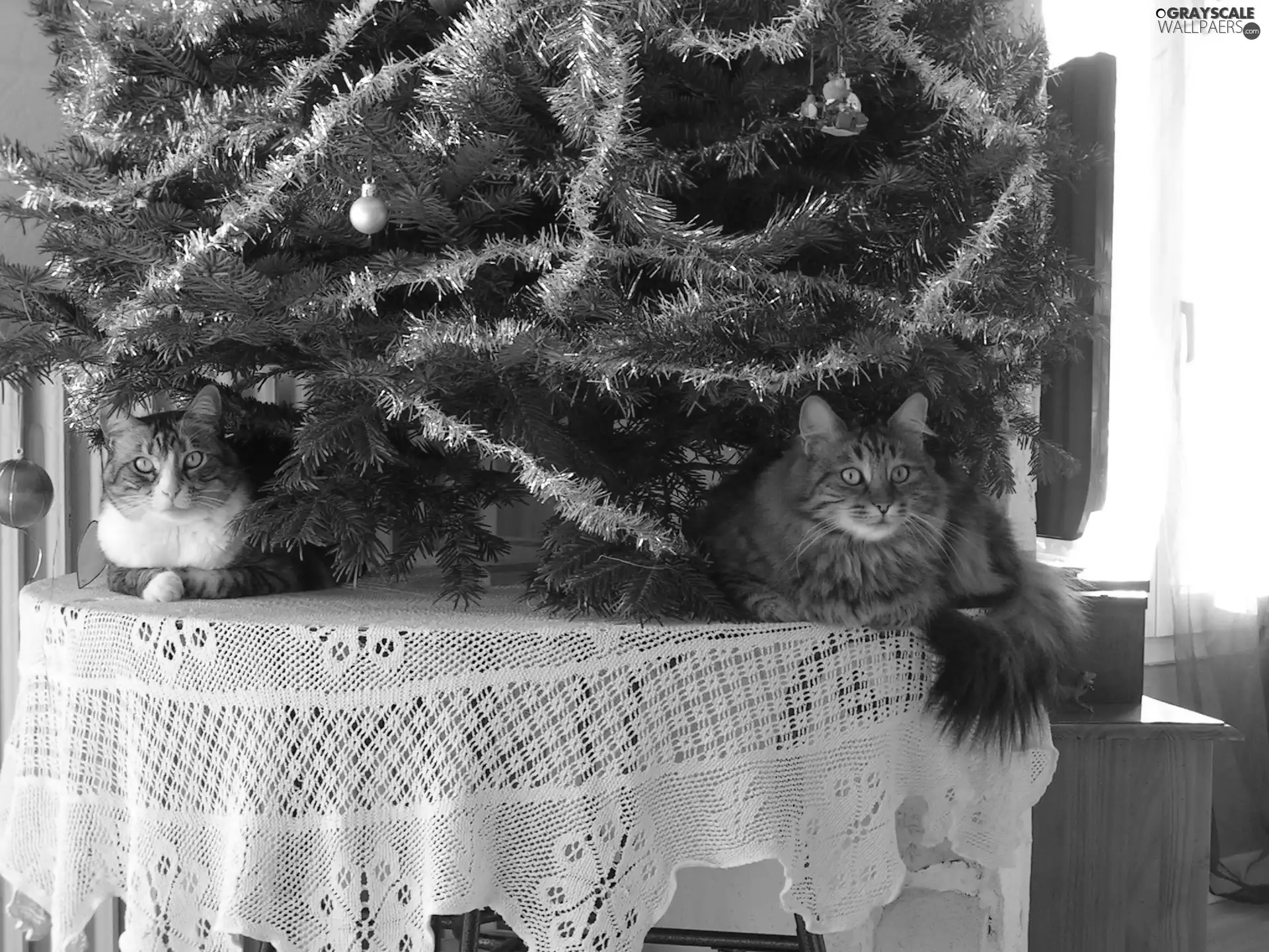 Christmas Tree, table, puss, under, Two cars