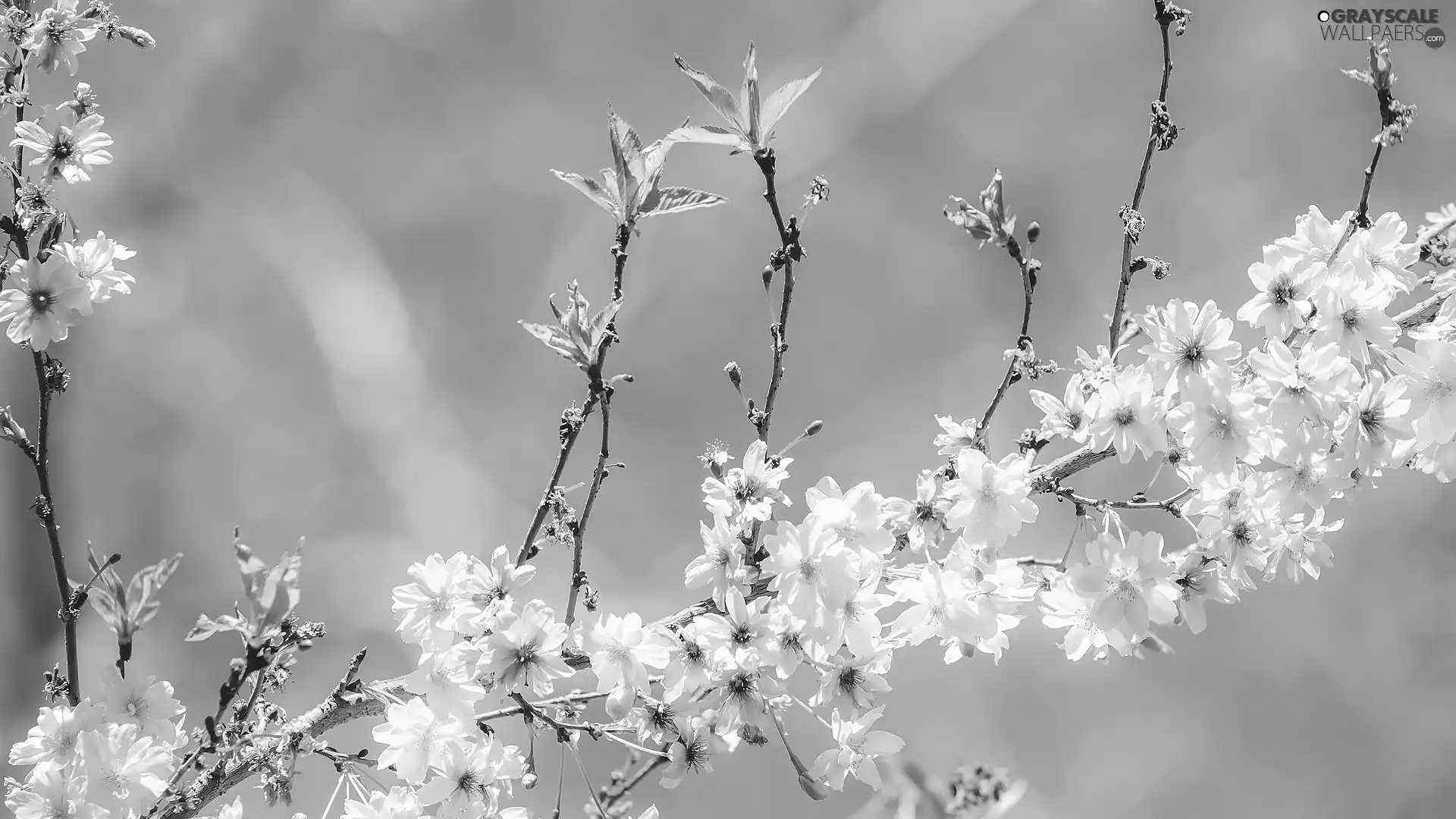Fruit Tree, Flowers, leaves, Twigs