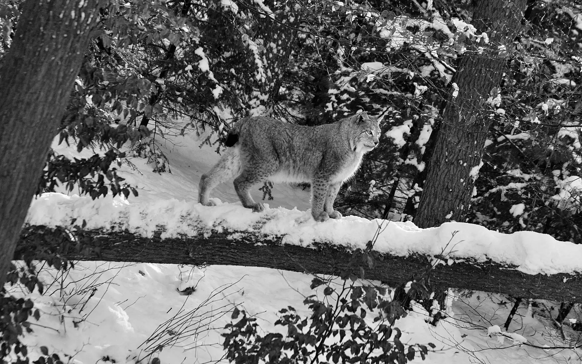 forest, Lynx, Tree, winter