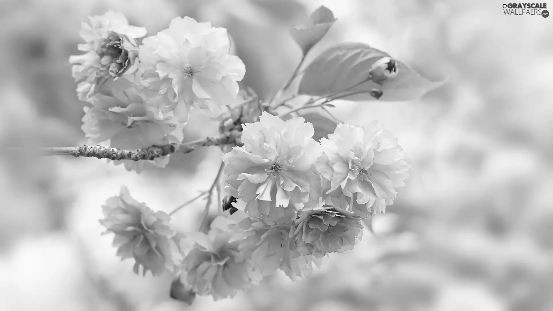 leaves, Pink, Fruit Tree, cherry, twig, Flowers
