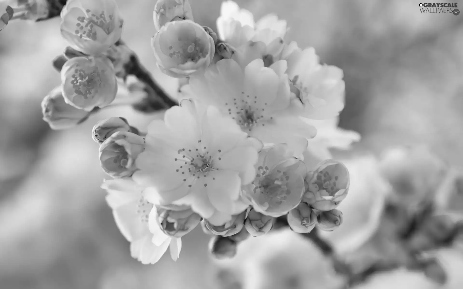 Pink, twig, Fruit Tree, cherry, Flowers, White