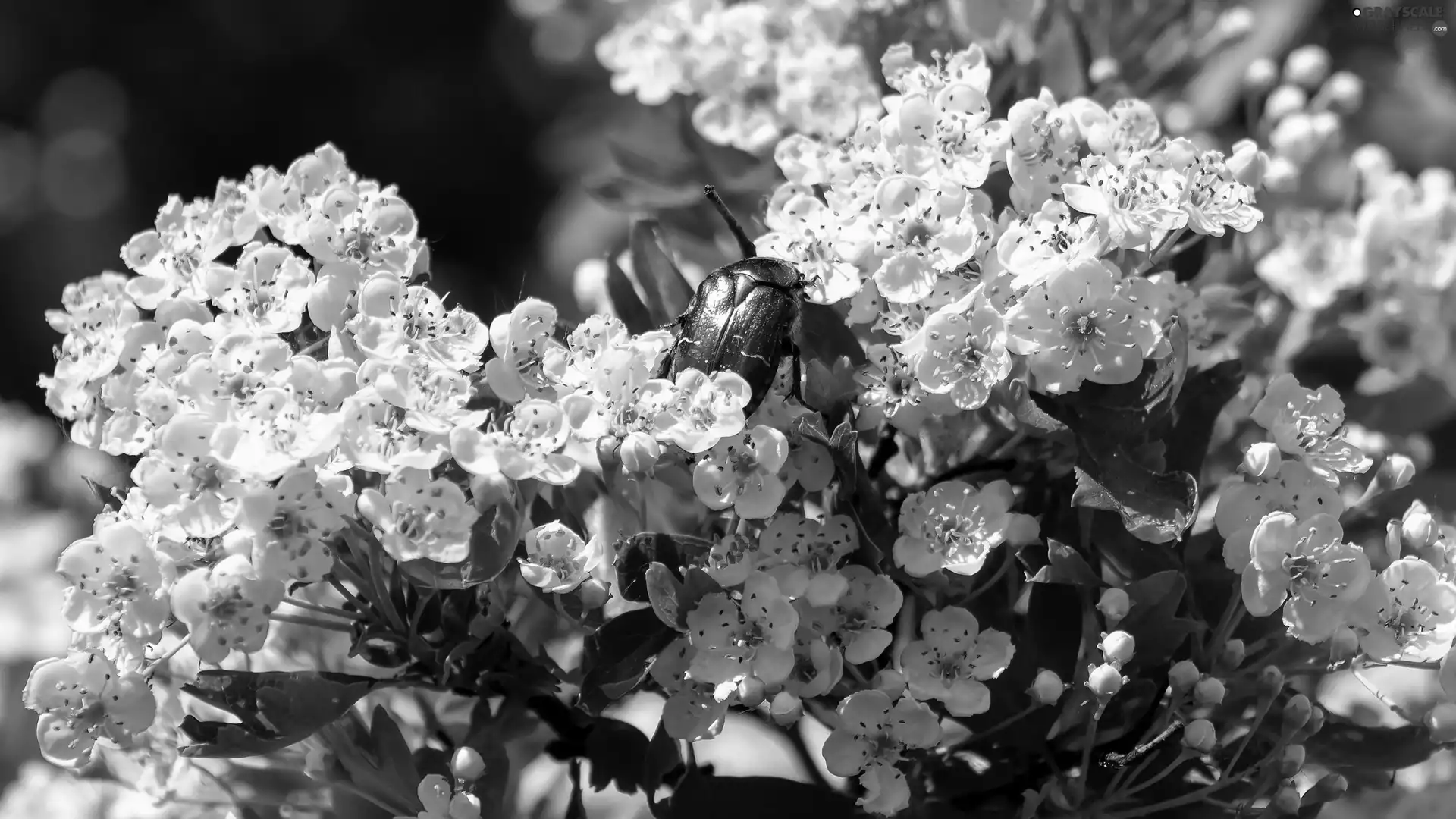 Fruit Tree, Green, cockchafer, Flowers