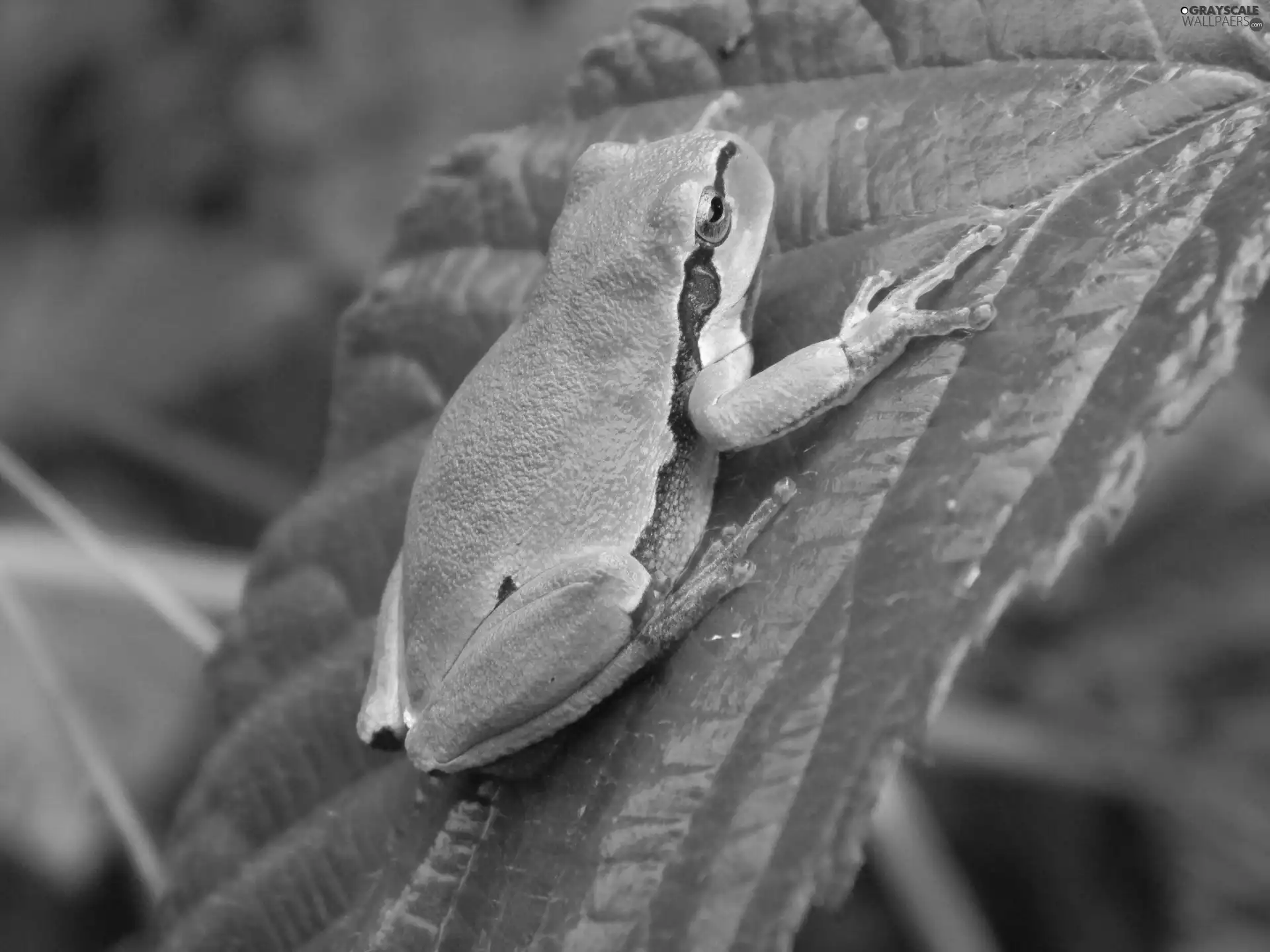 Tree Frog, leaf