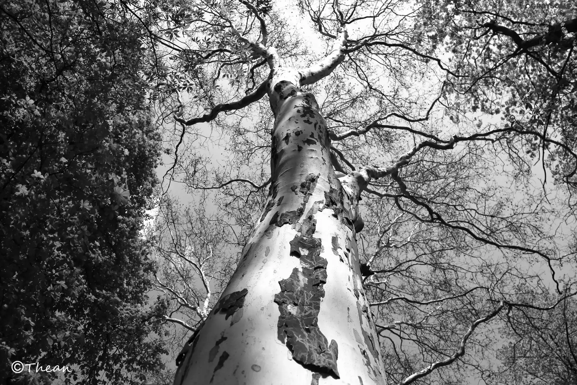 high, plane-tree