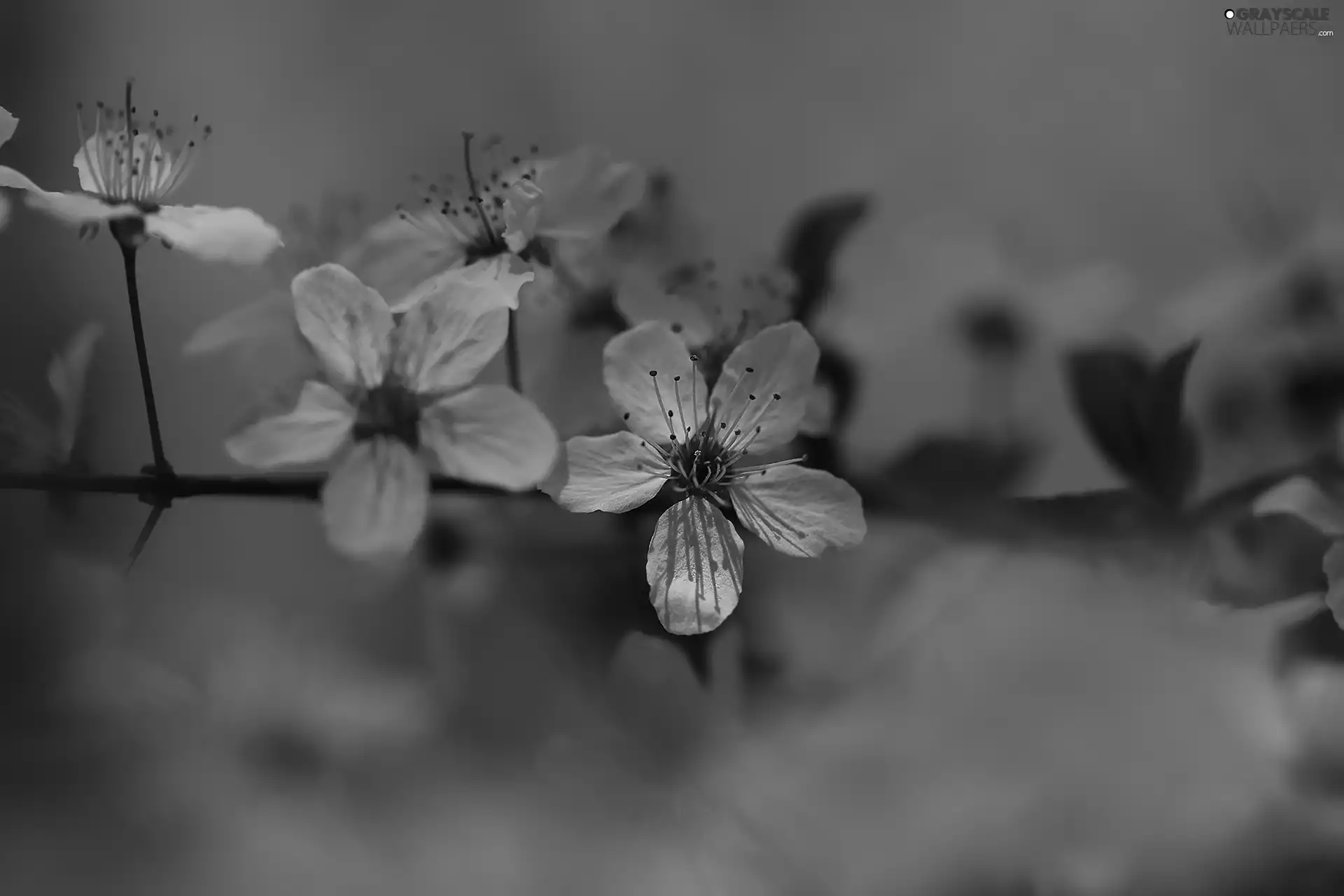 rapprochement, Flowers, Fruit Tree