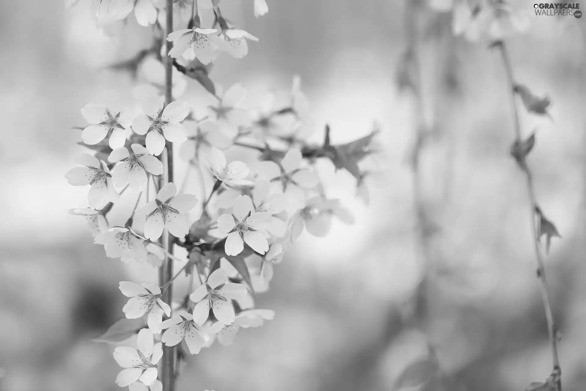 Fruit Tree, Rising, kirsch, twig