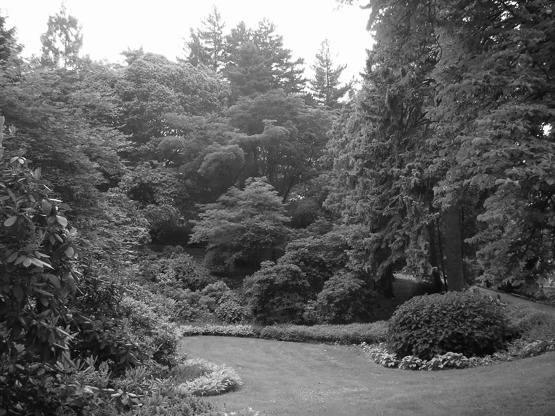 Garden, Trees tree