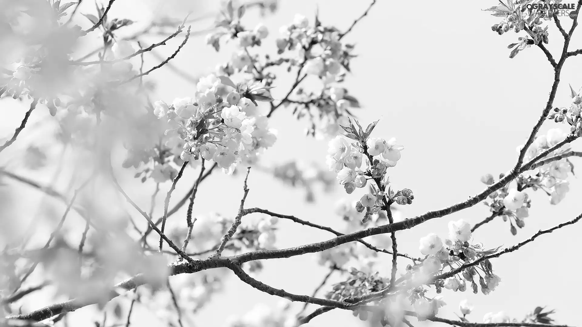 Fruit Tree, Twigs, Flowers, cherry