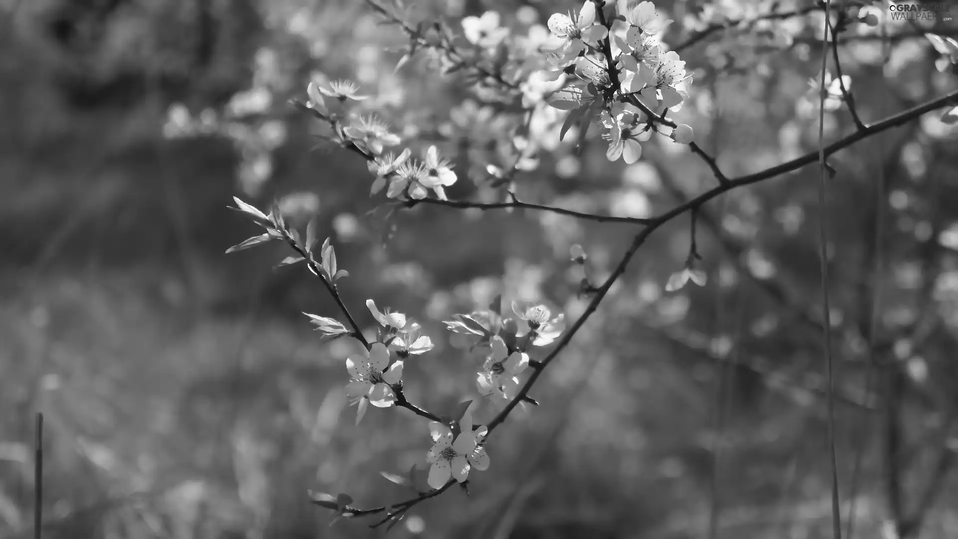 Fruit Tree, White, Flowers, Twigs