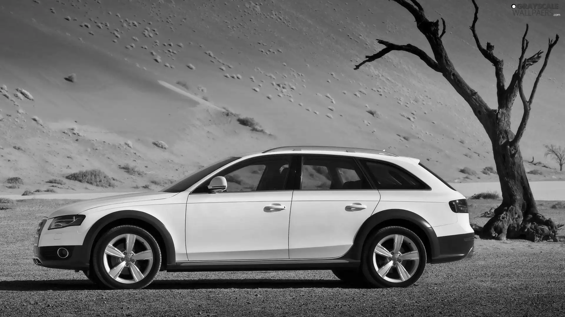 Audi, Desert, trees, A4 AllRoad