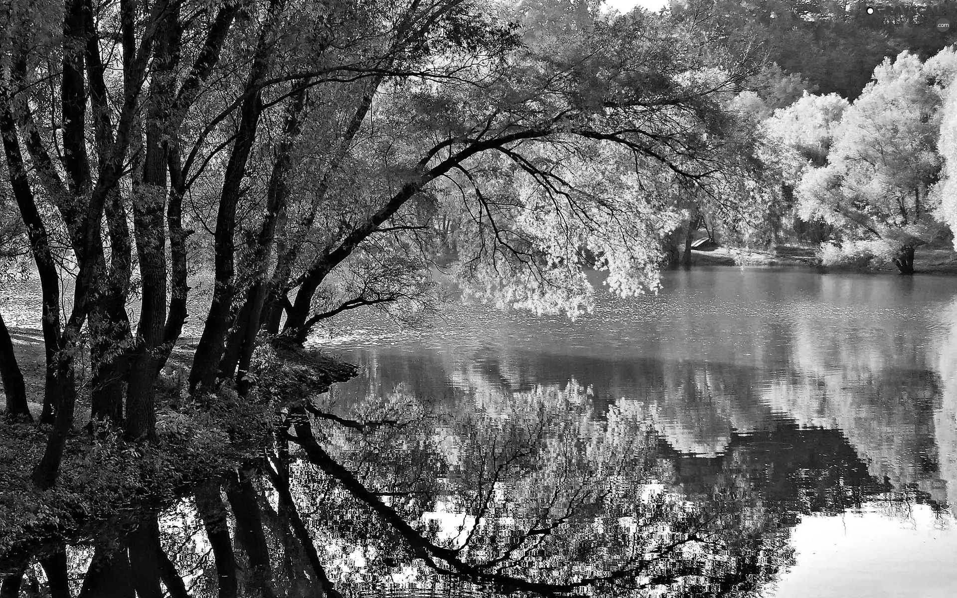 autumn, inclined, trees, River