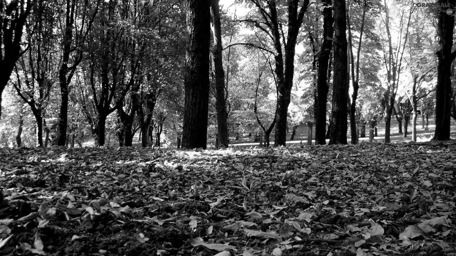 green ones, Leaf, viewes, autumn, color, trees, Park