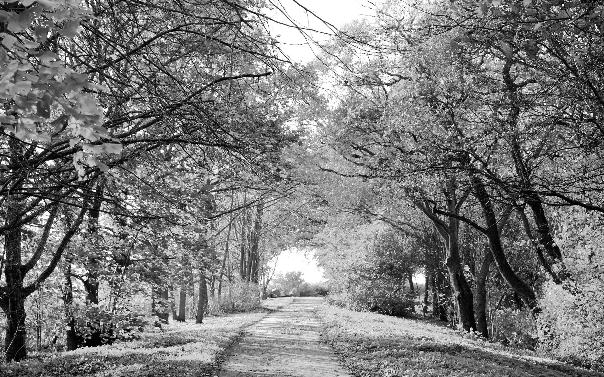 Autumn, viewes, Path, trees
