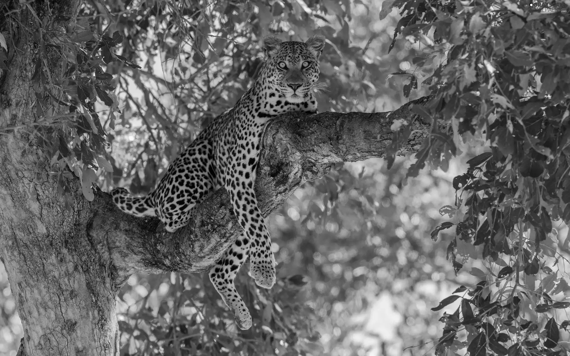 Lod on the beach, Leopards, trees