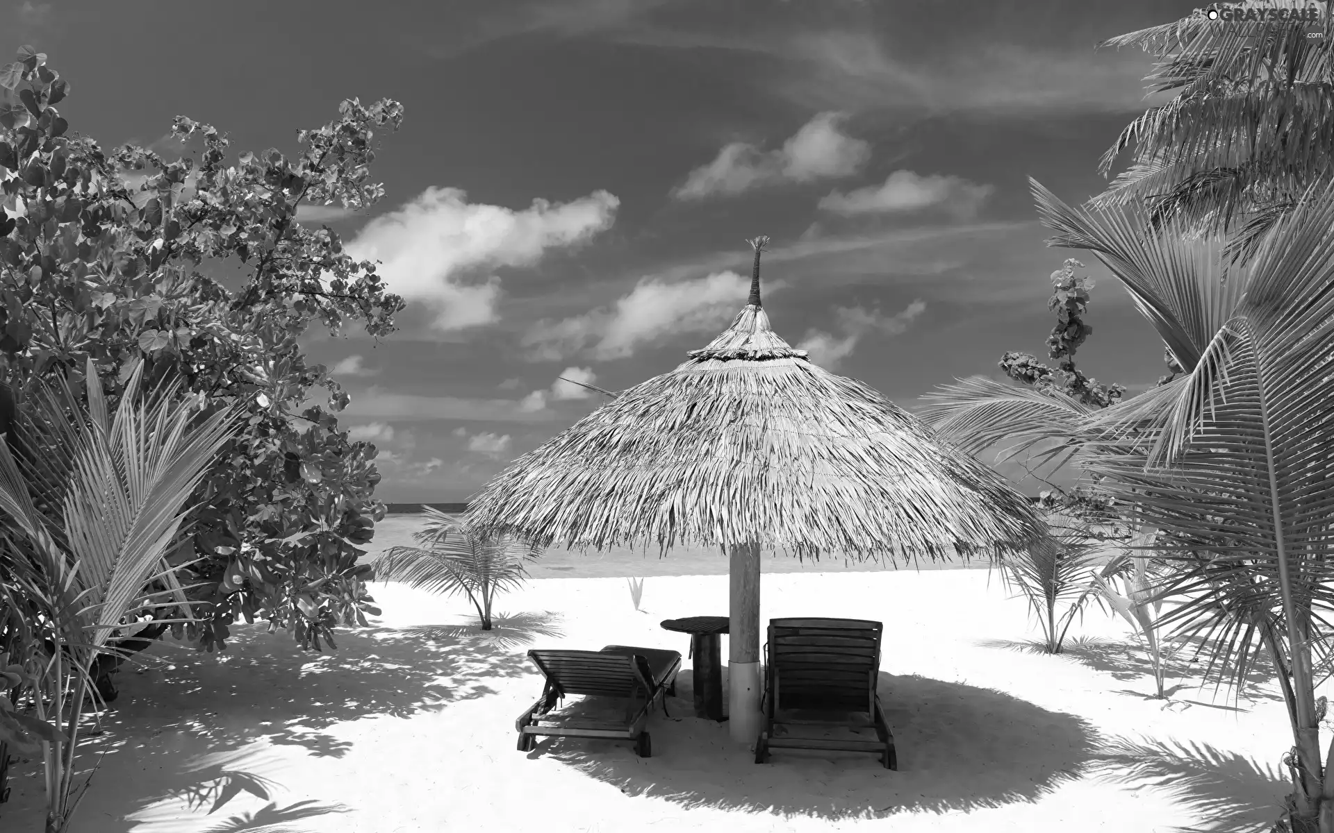 trees, viewes, Sky, Palms, Umbrella, sea, Beaches, deck chair