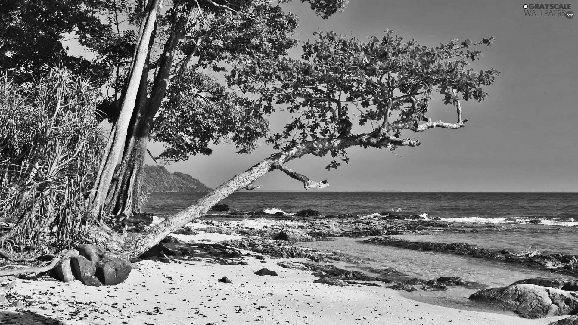 trees, sea, Beaches