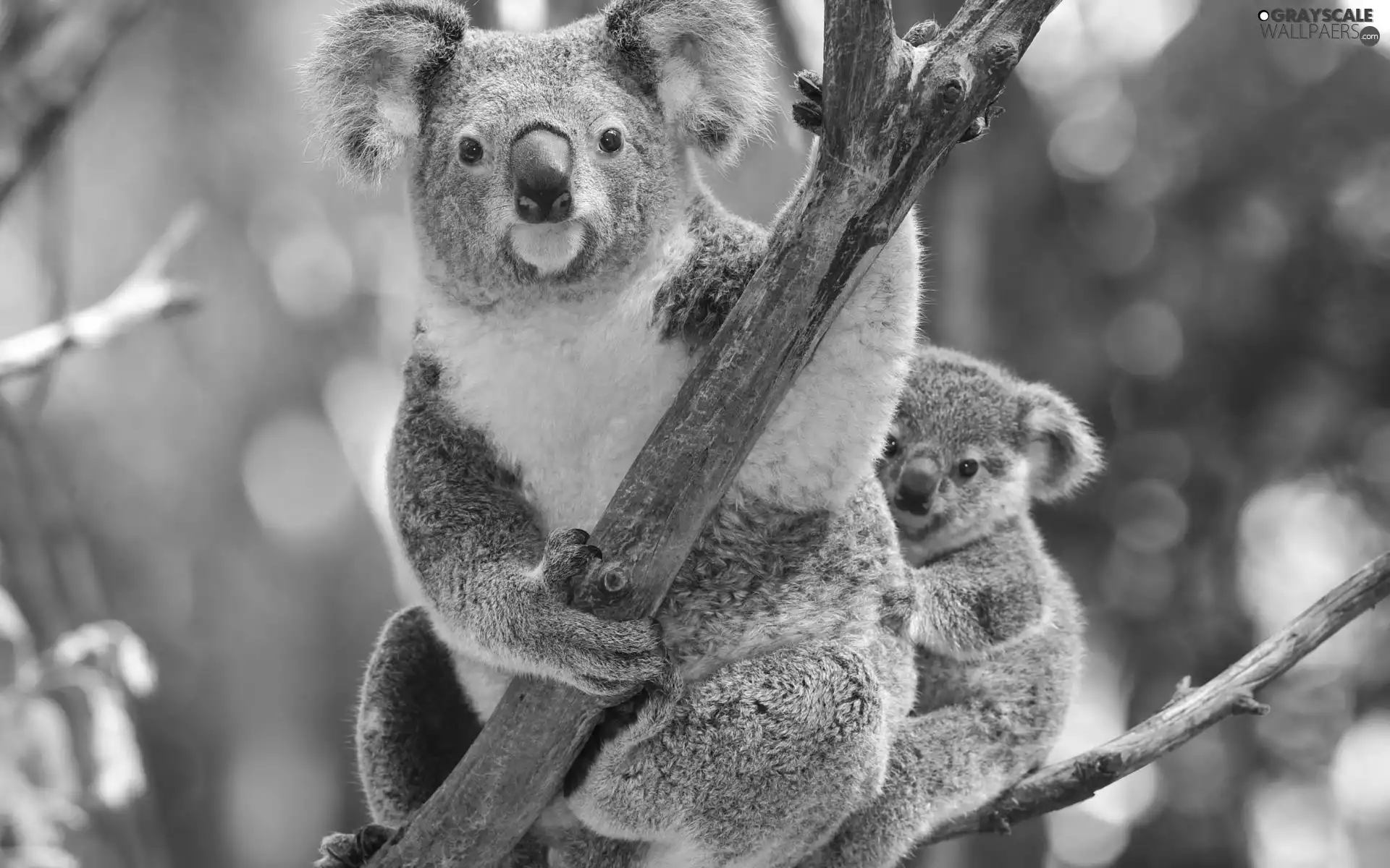 teddy bear, little doggies, trees, Koala