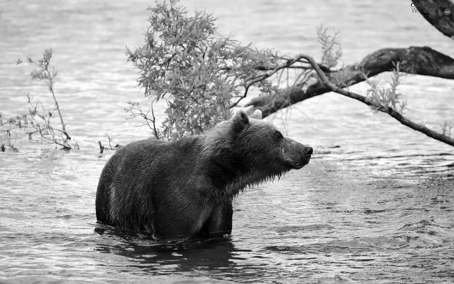 bear, River, trees, brown
