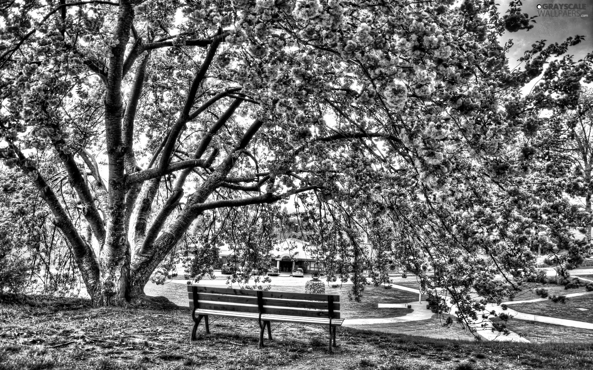 trees, Bench, Park, flourishing, Spring