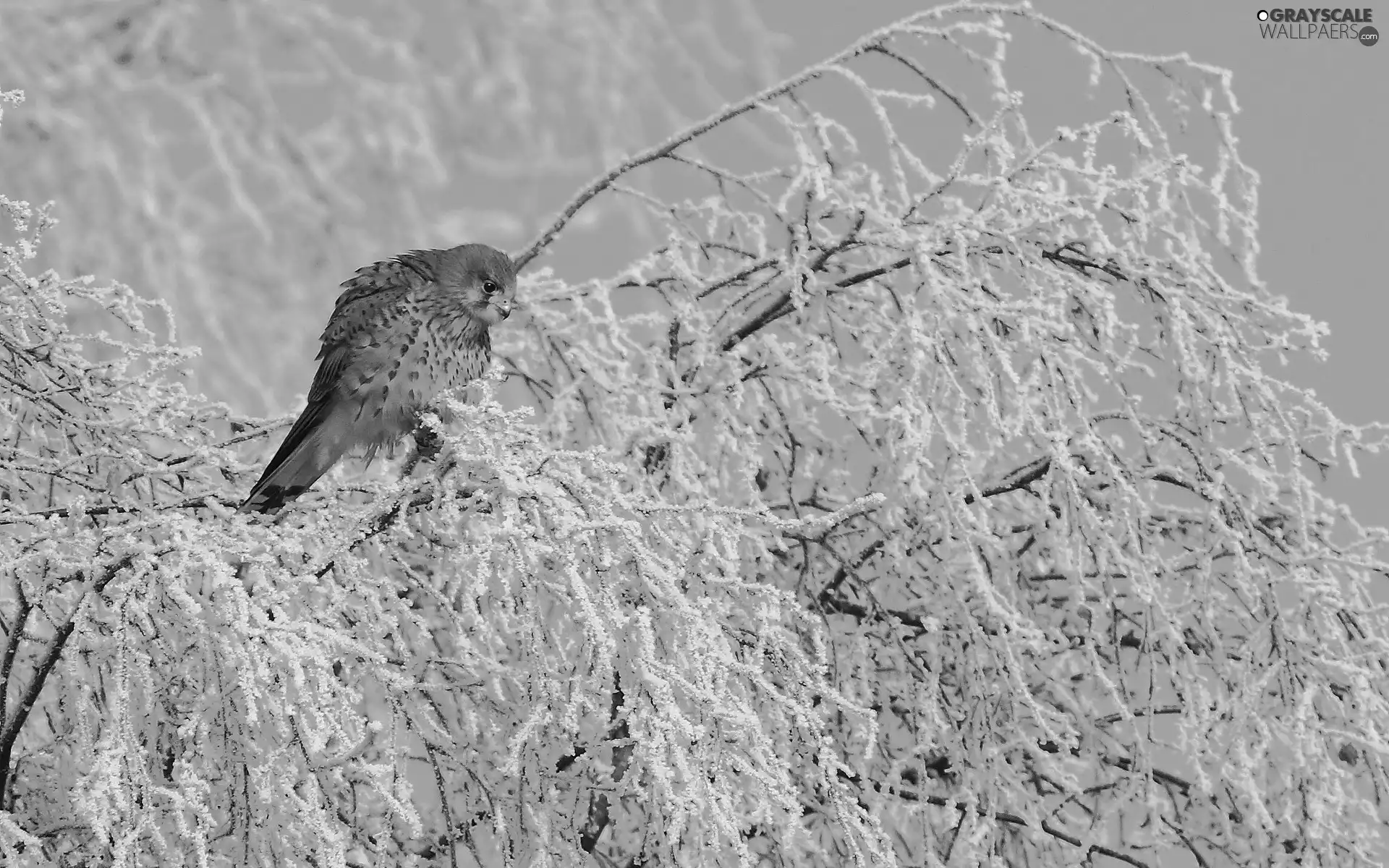 Bird, winter, trees, kestrel