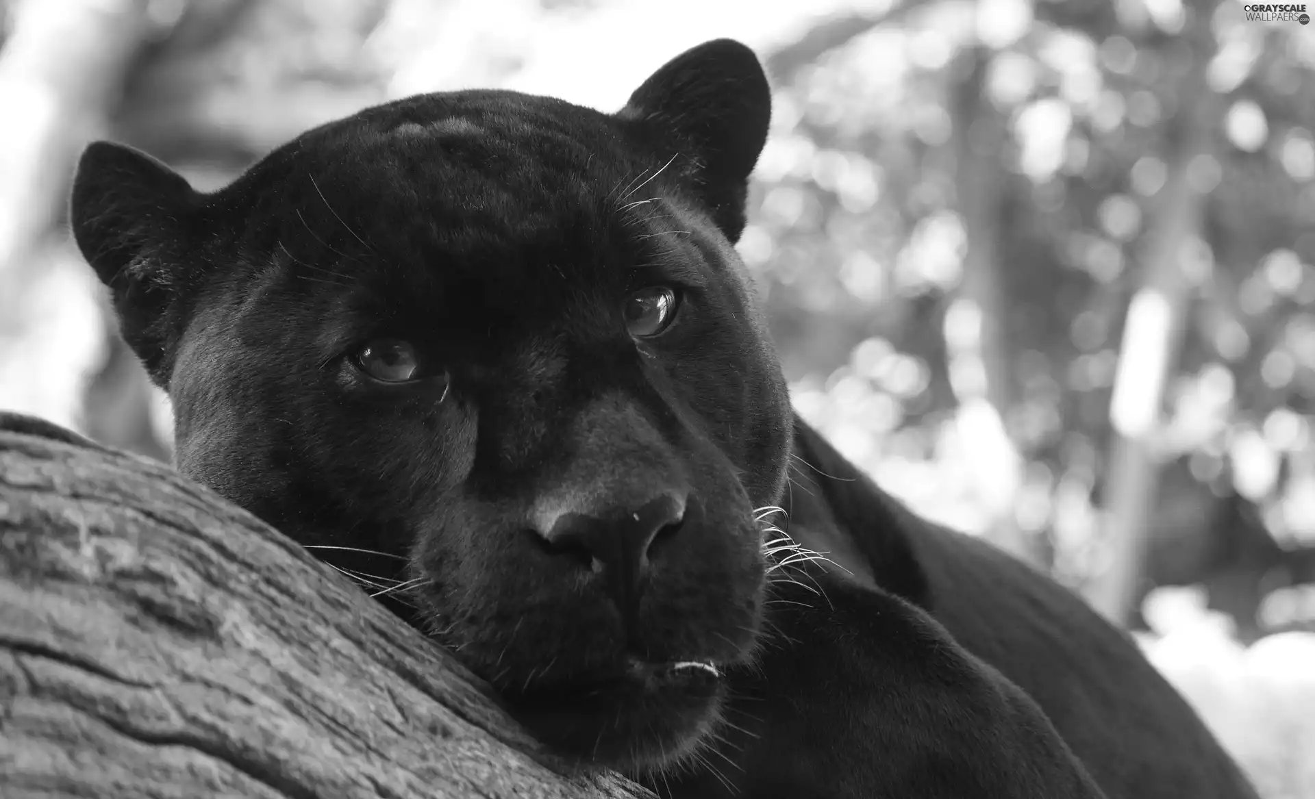 black, Head, trees, Panther