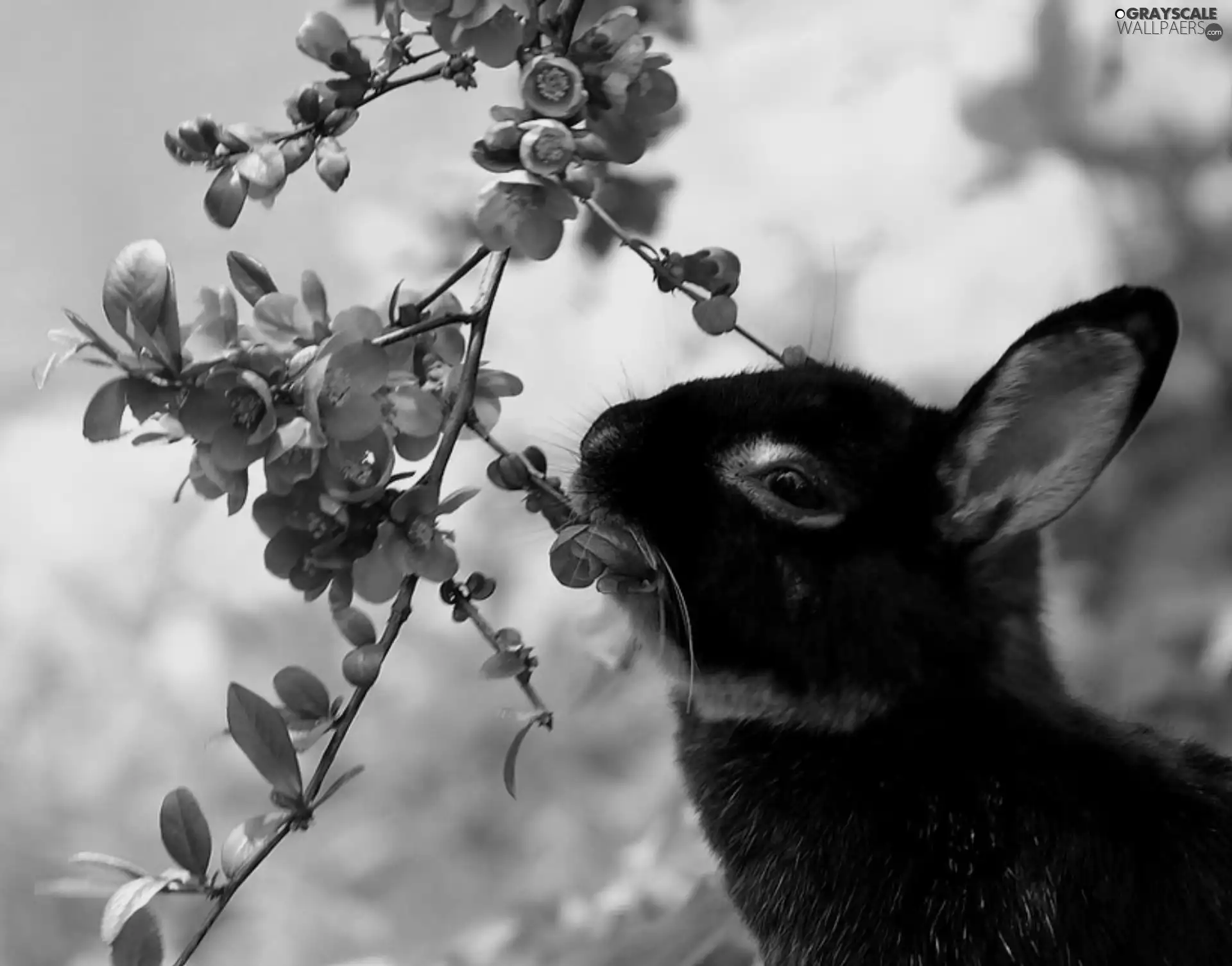 Black, inflorescence, trees, Bunny