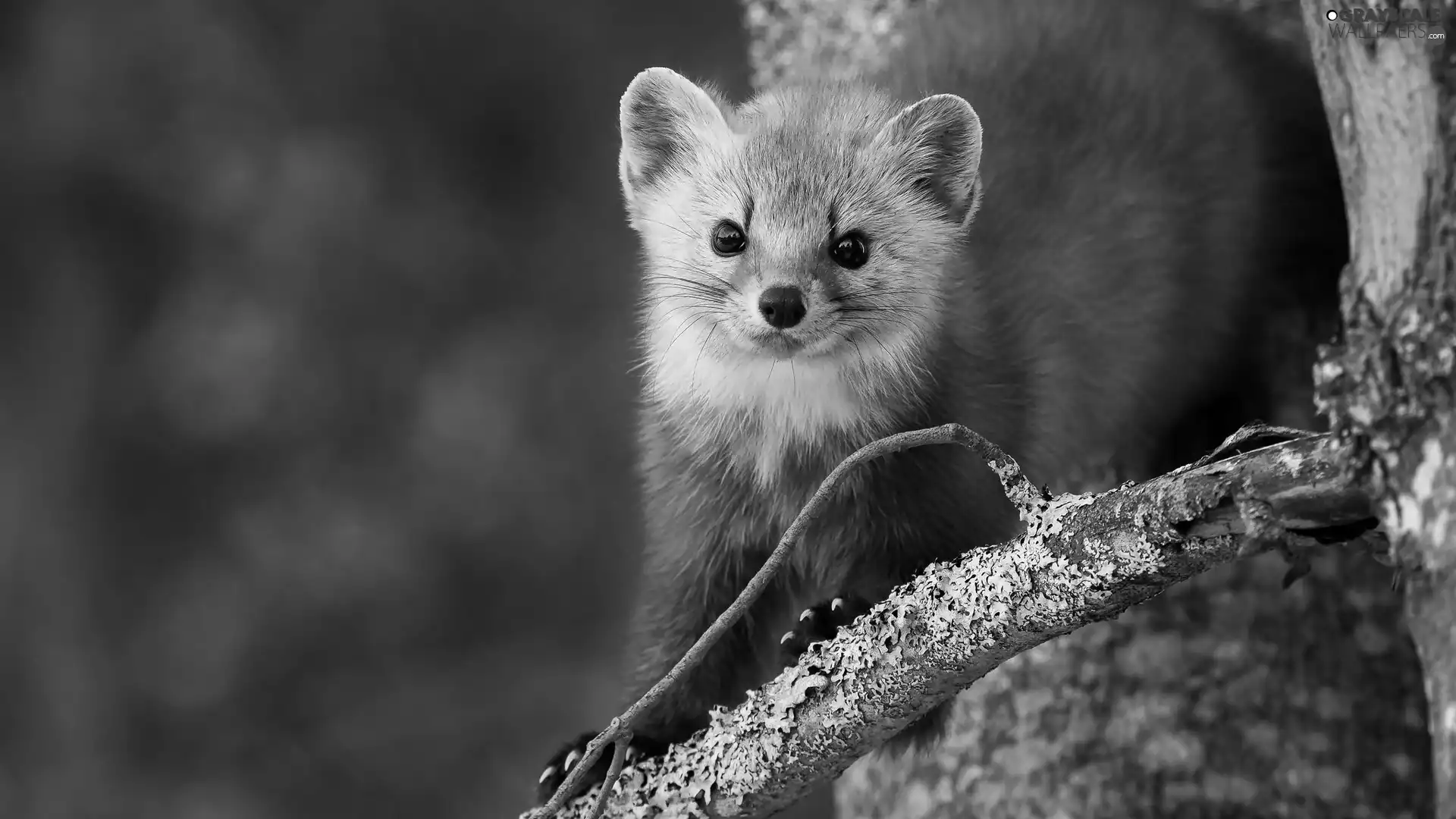 branch, American Marten, trees