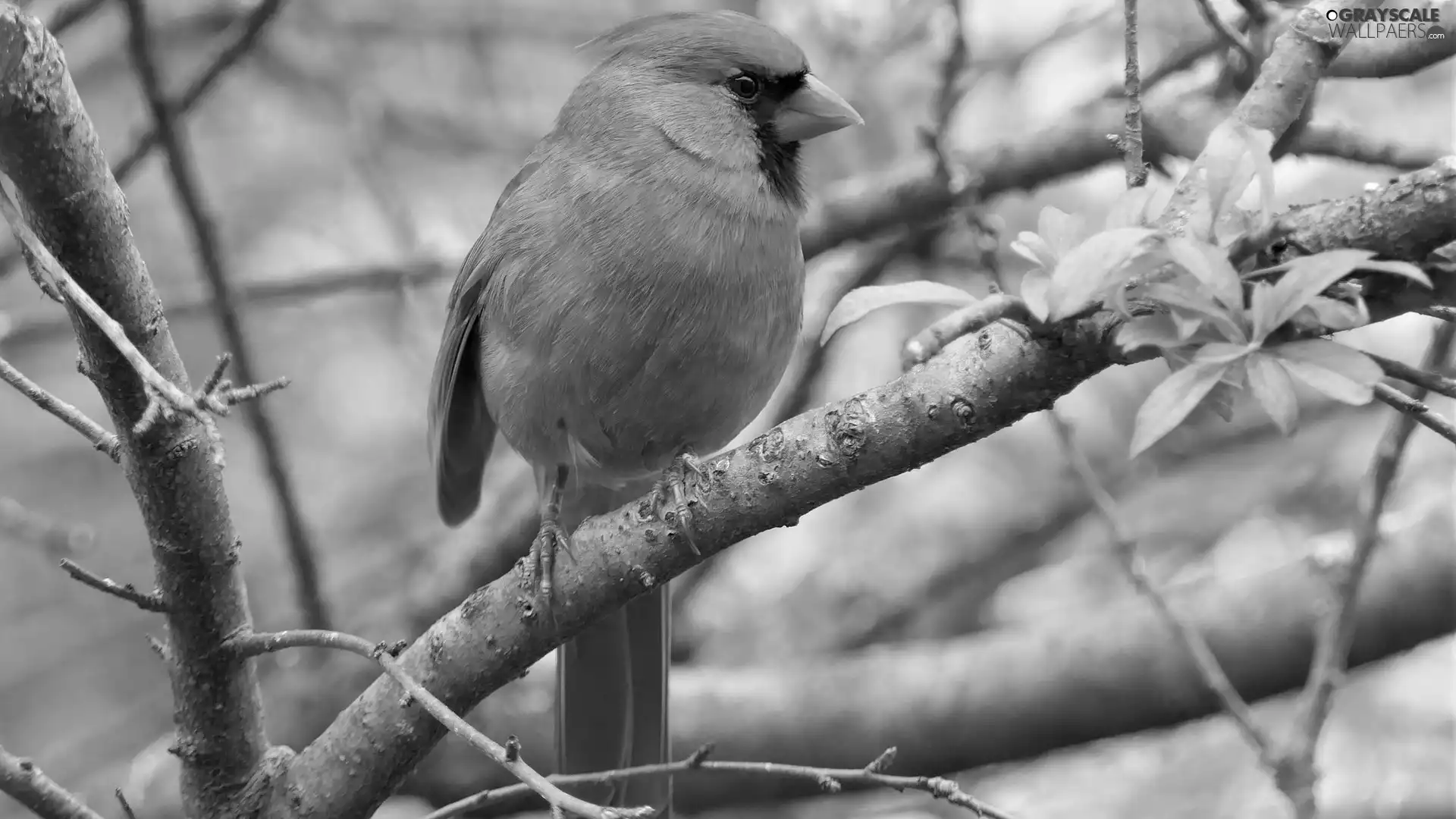 Bird, trees, branches, Northern Cardinal