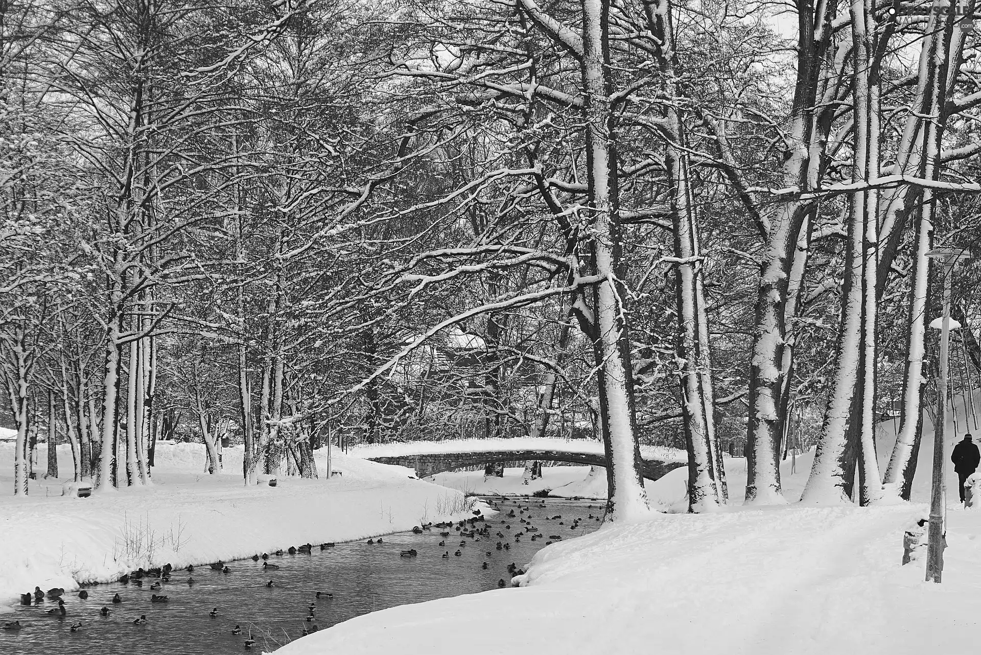 viewes, Park, bridges, trees, winter, River, ducks