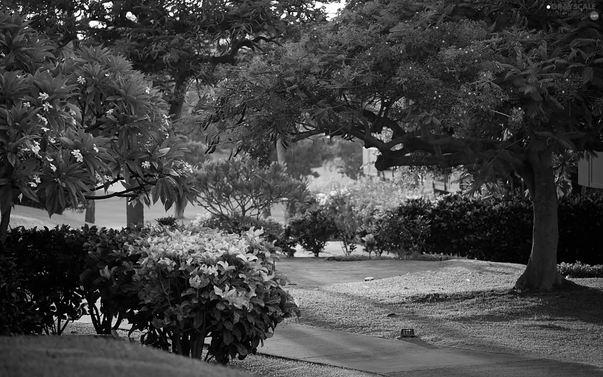 trees, Bush, lane, flourishing, Park