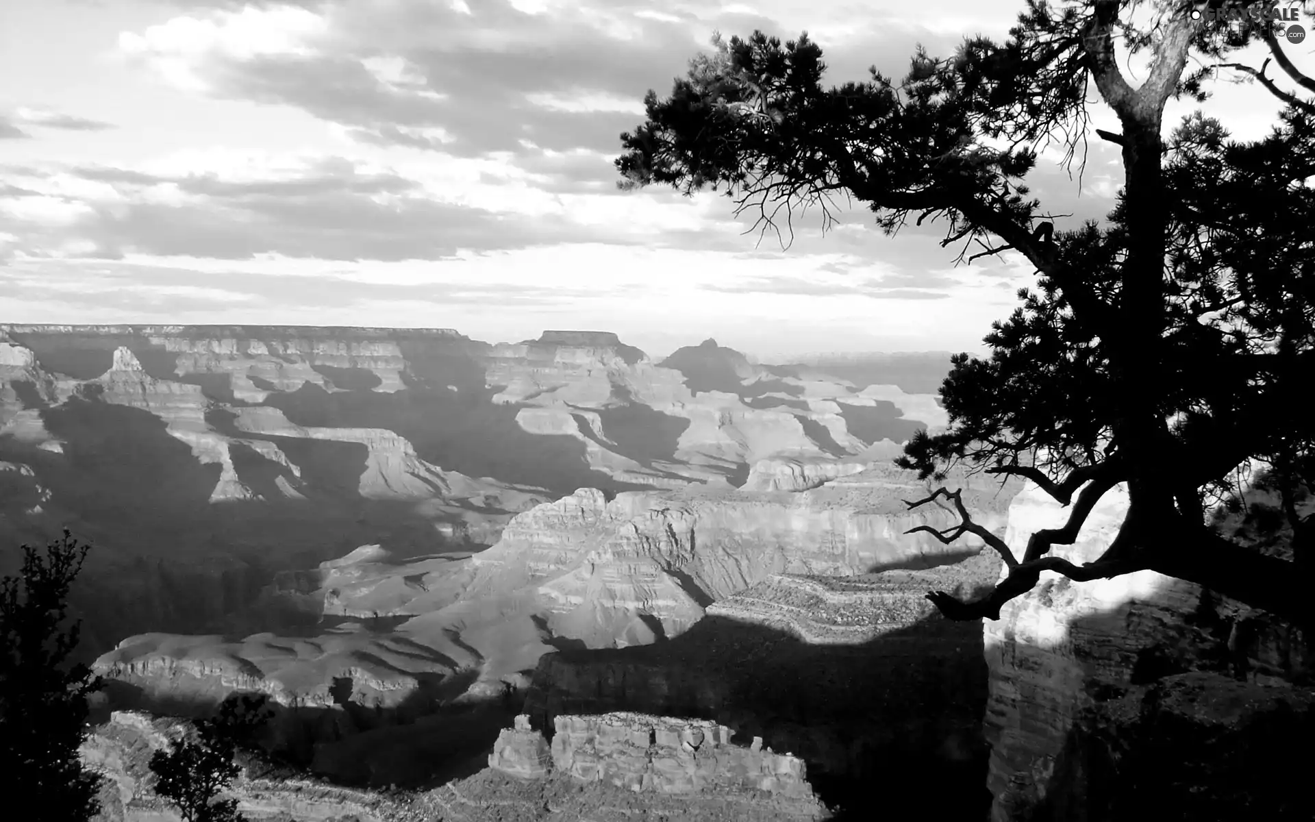 canyon, trees