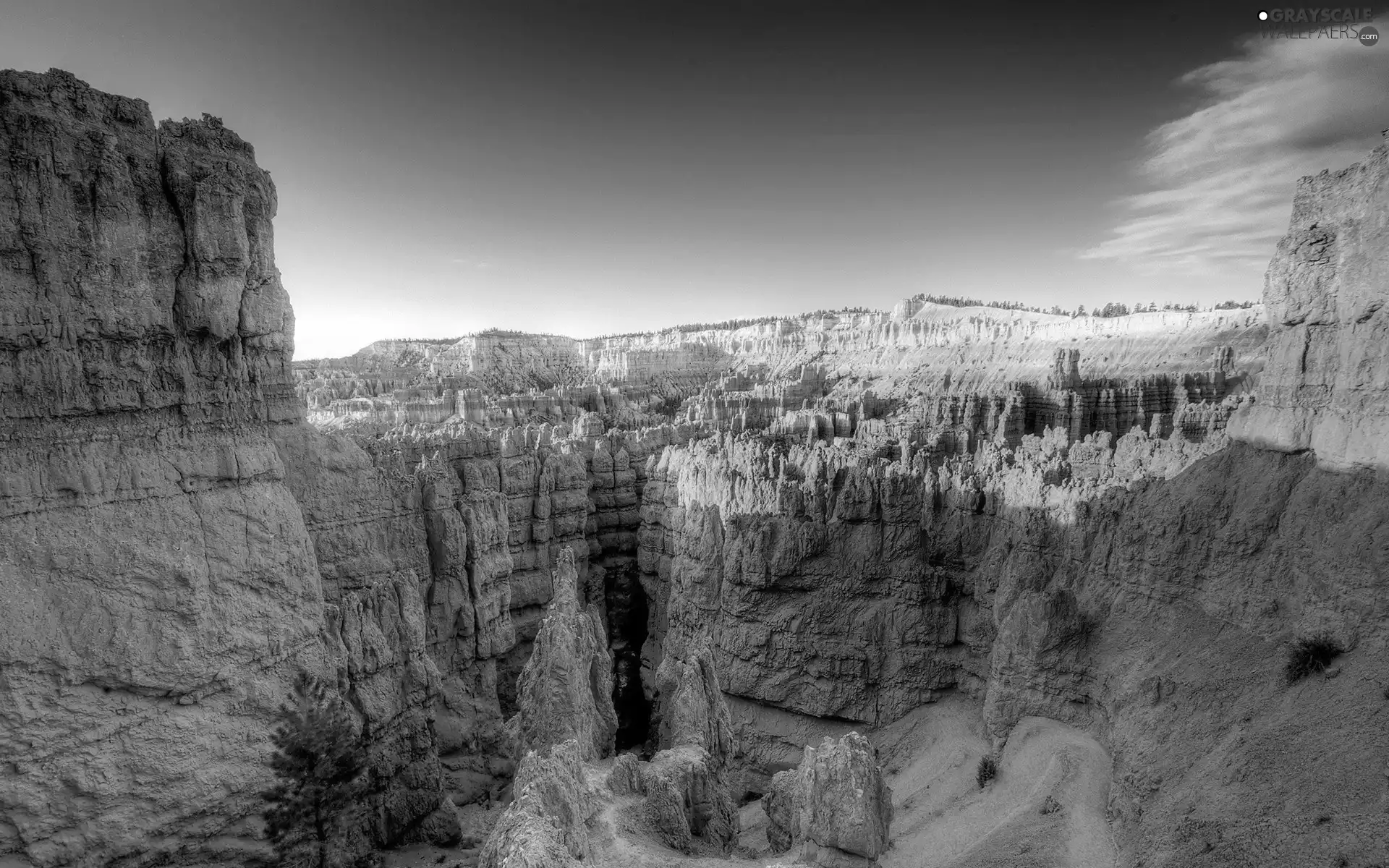 canyon, trees