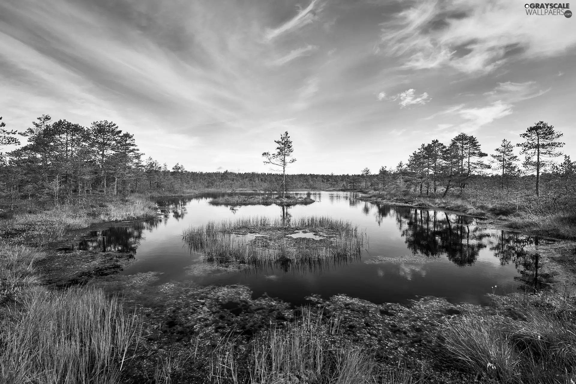 viewes, Sky, grass, trees, Pond - car