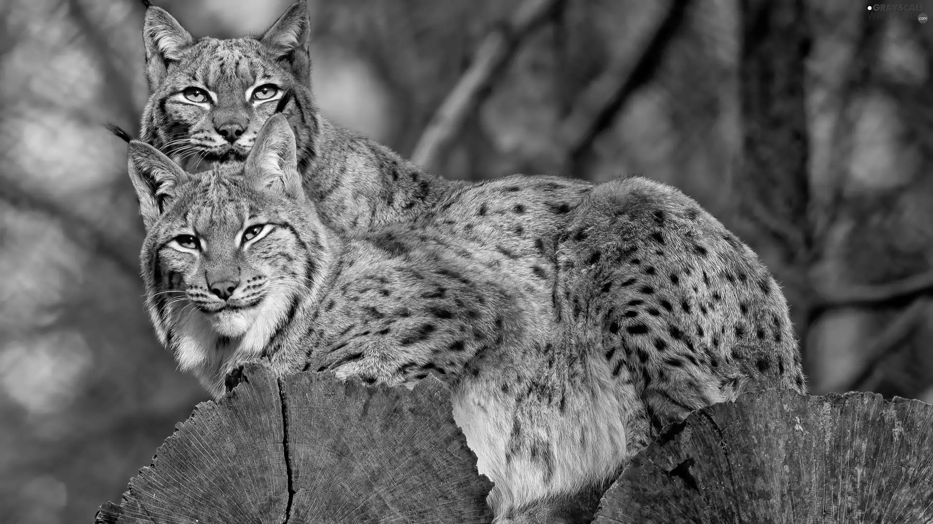 Two cars, Stems, trees, lynx