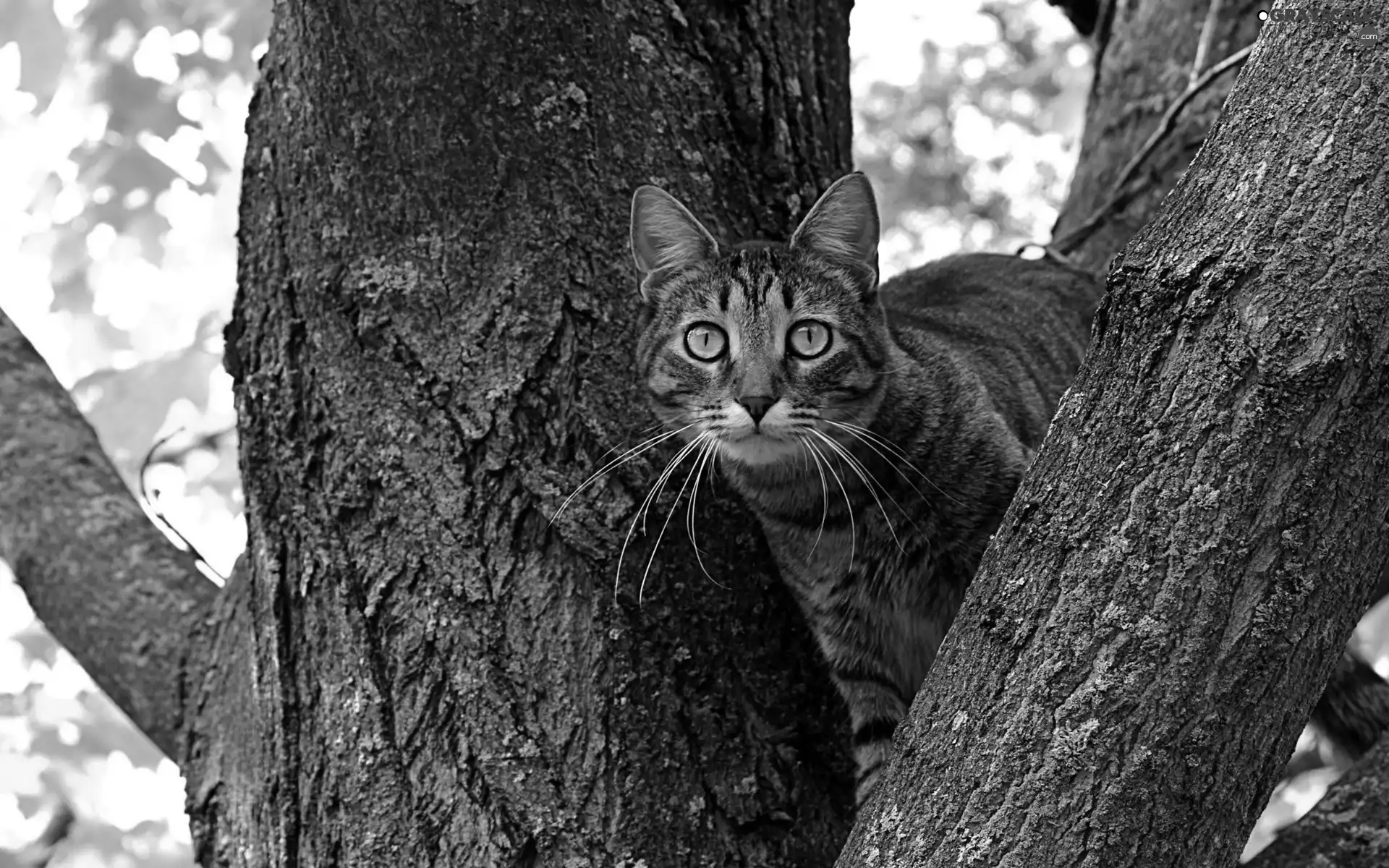 trees, frightened, cat