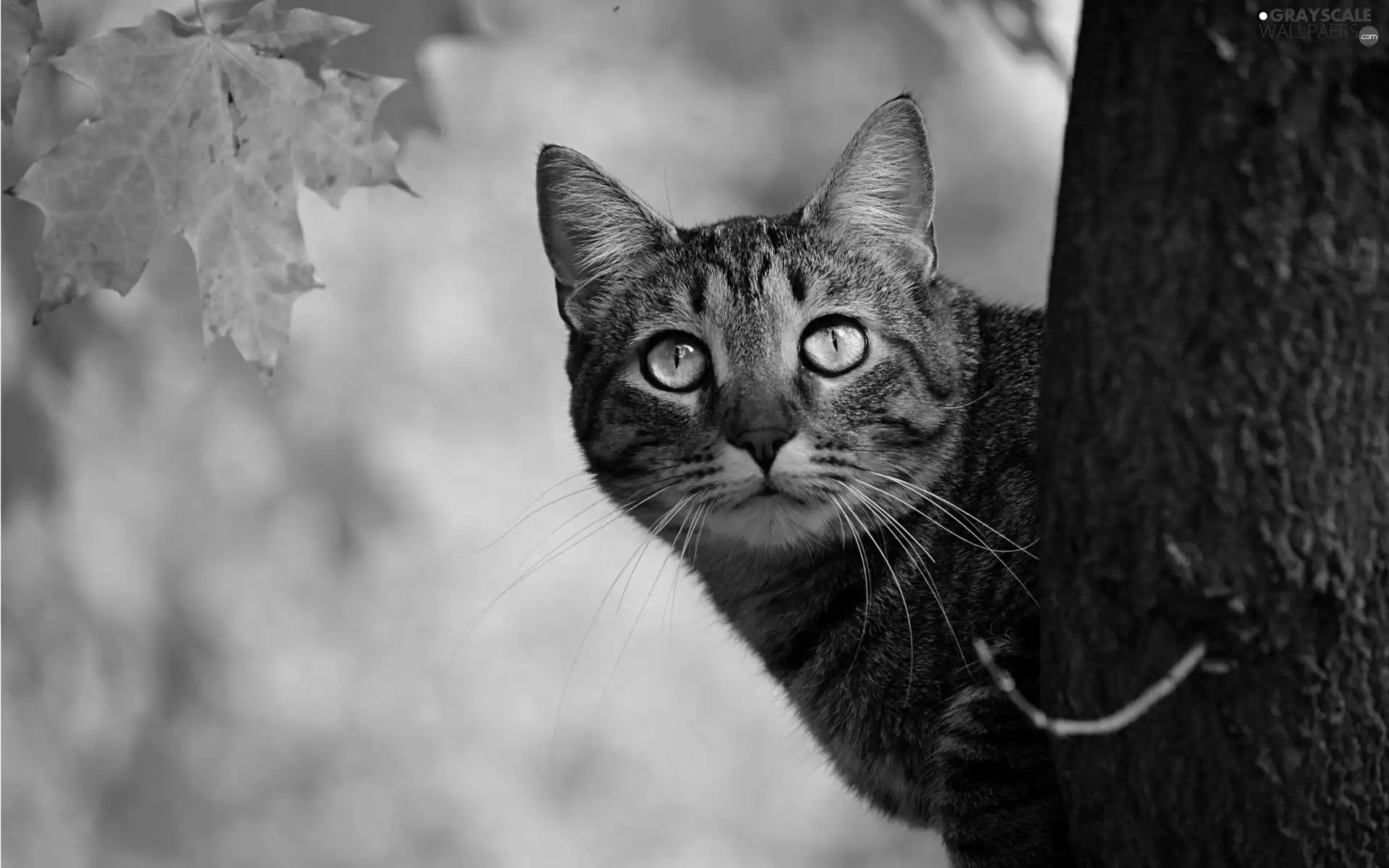 cat, Autumn, leaf, trees