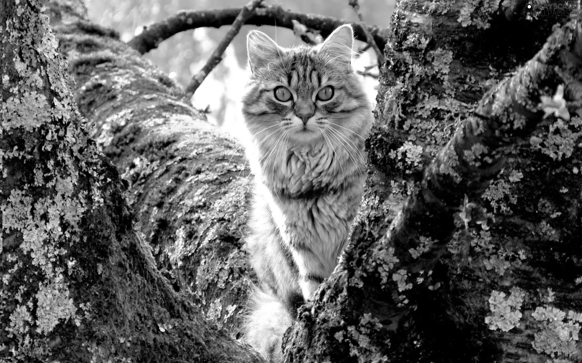 cat, trees