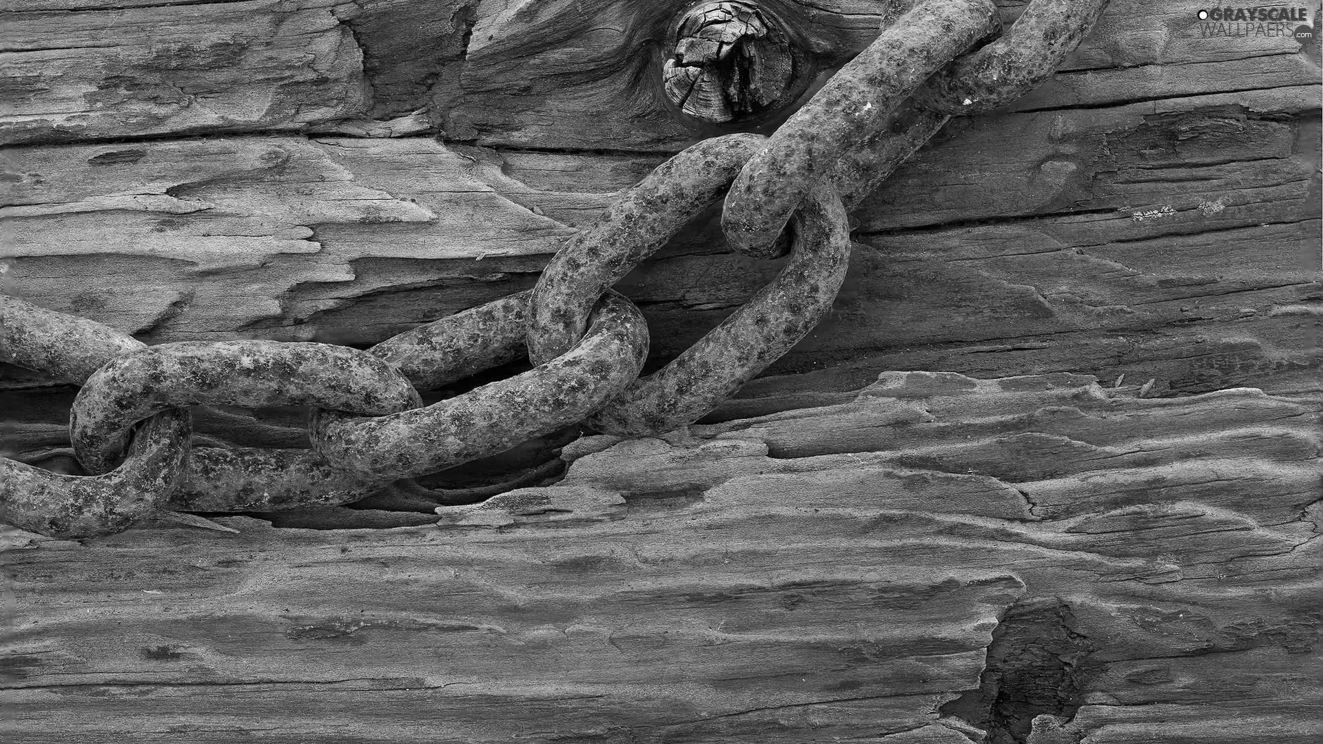 chain, trees