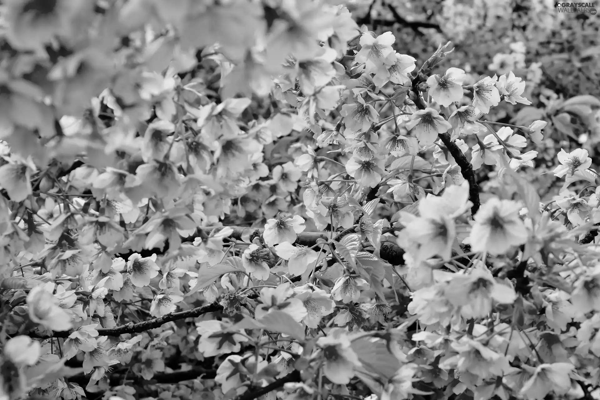 cherry, branch pics, trees