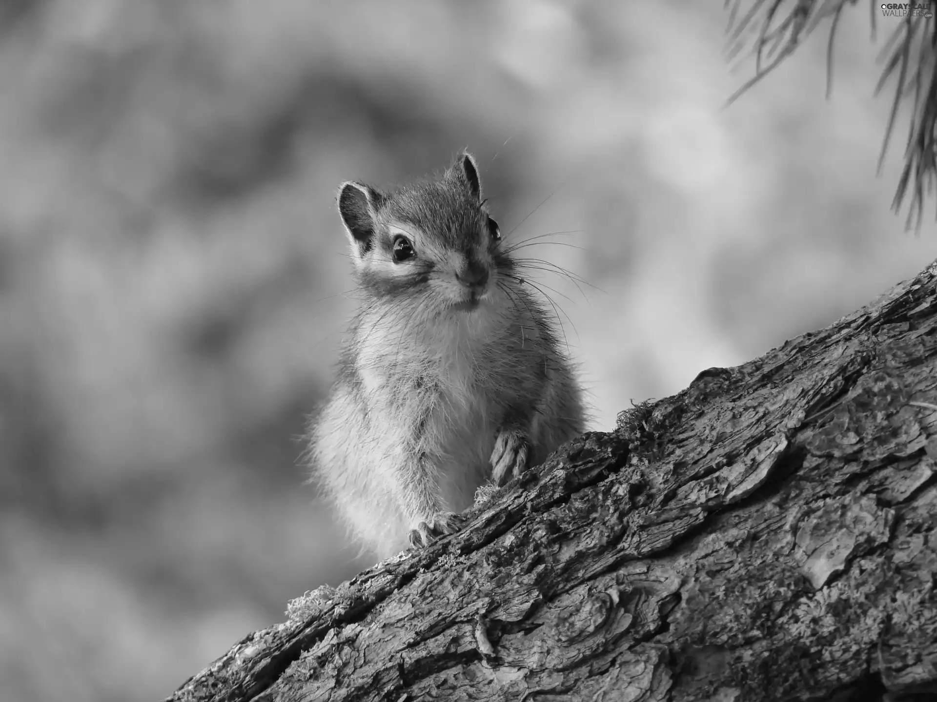 trees, squirrel, Chipmunk