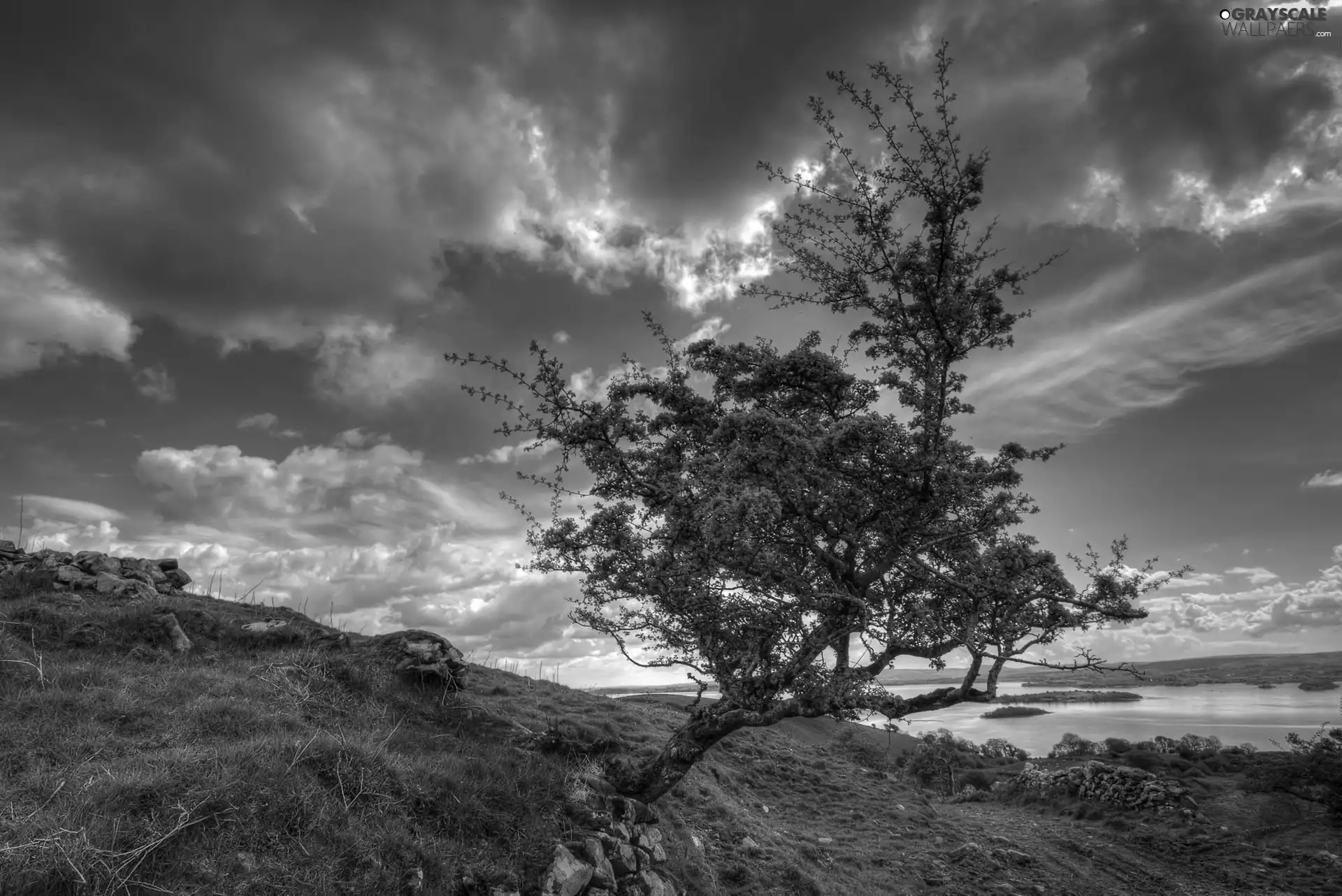 trees, dark, clouds