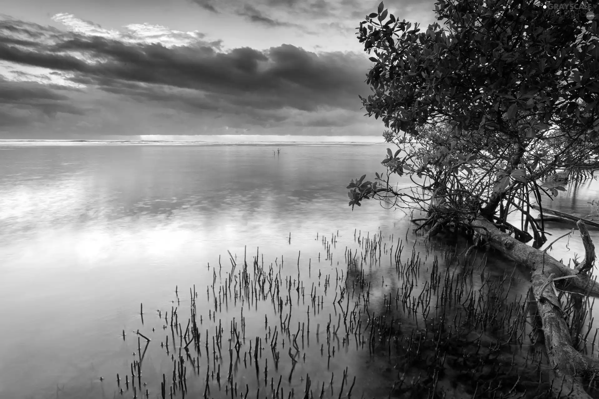 trees, lake, clouds