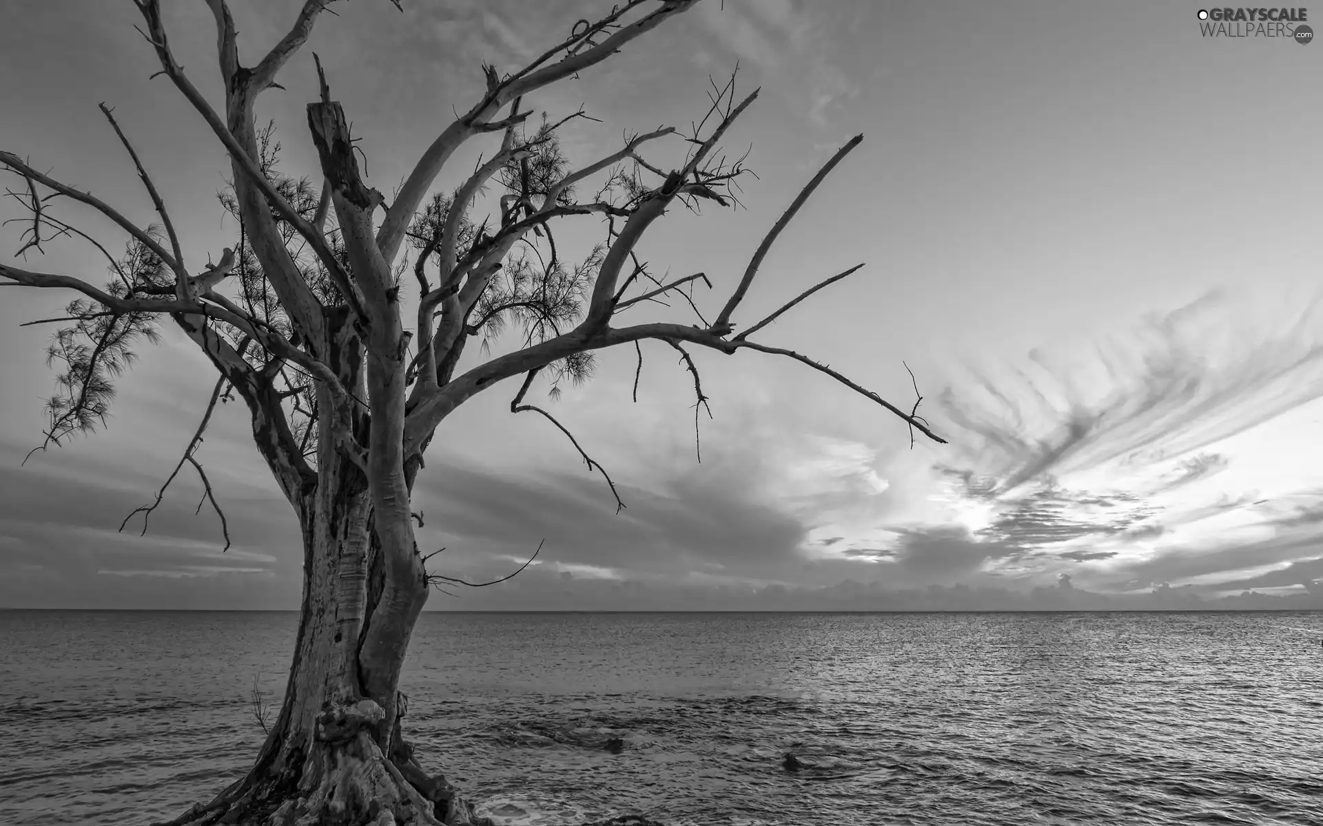 trees, sea, clouds