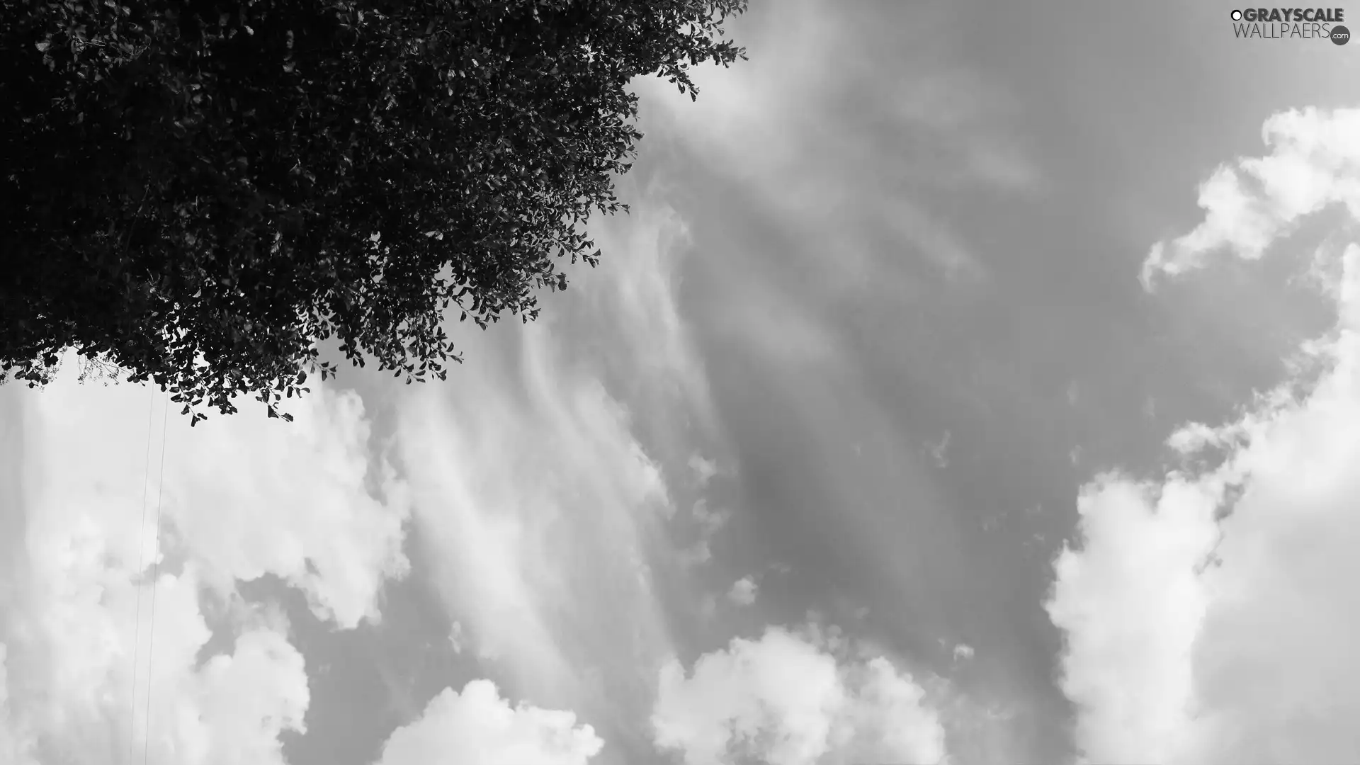 trees, Sky, clouds