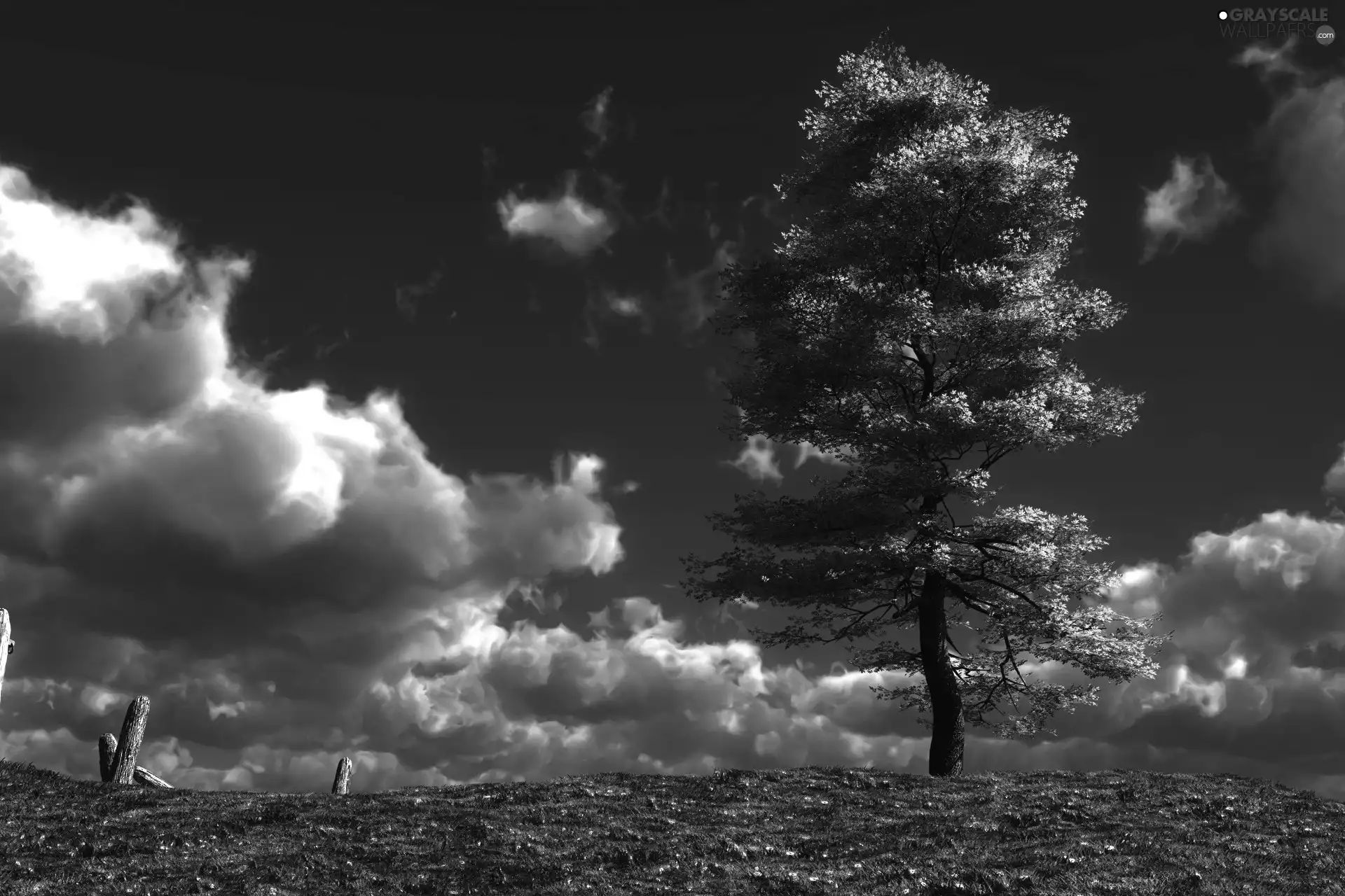 trees, Sky, clouds