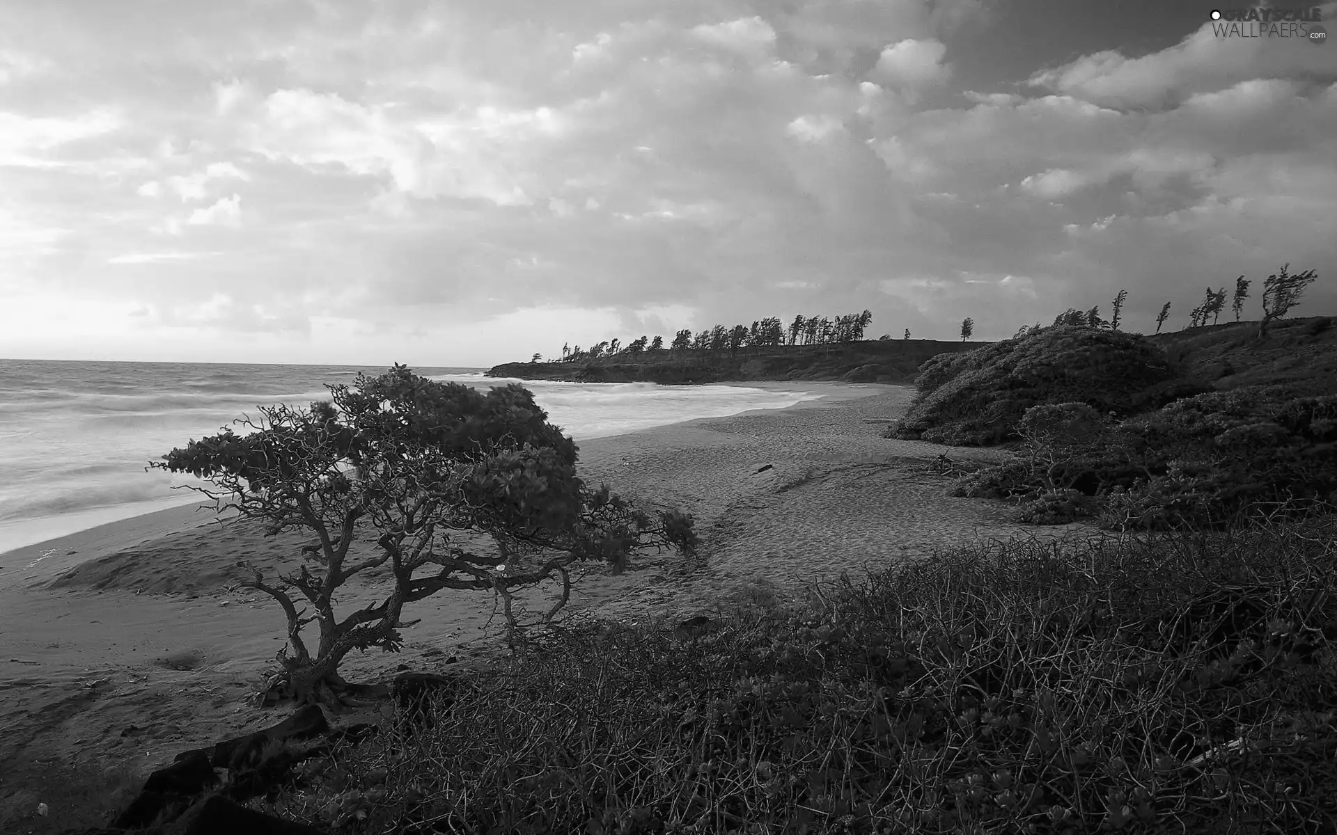 Coast, sun, trees, west